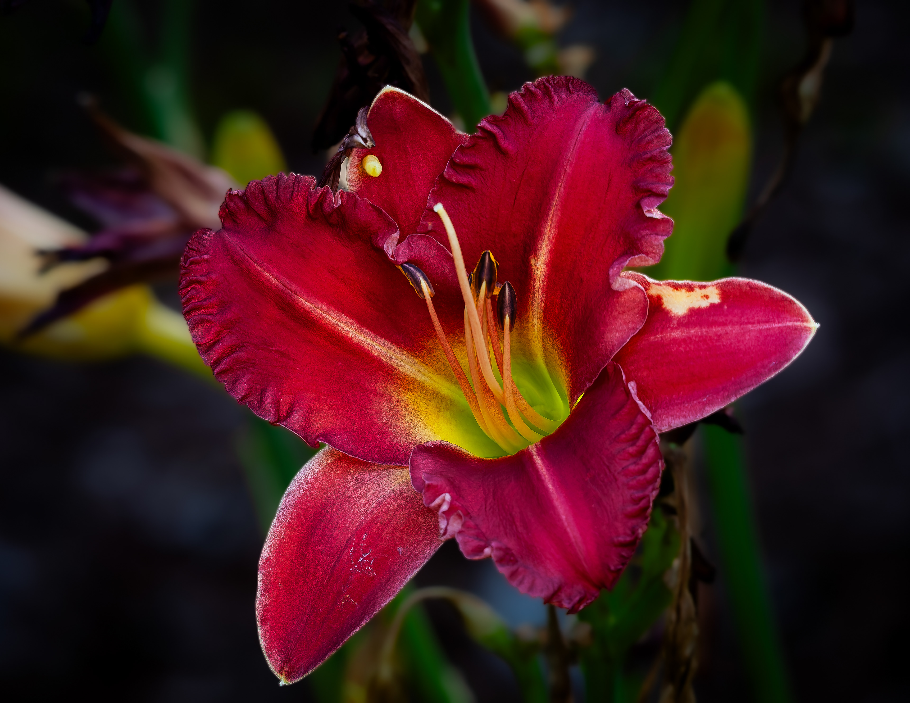 Earlybird Cardinal Daylily No2