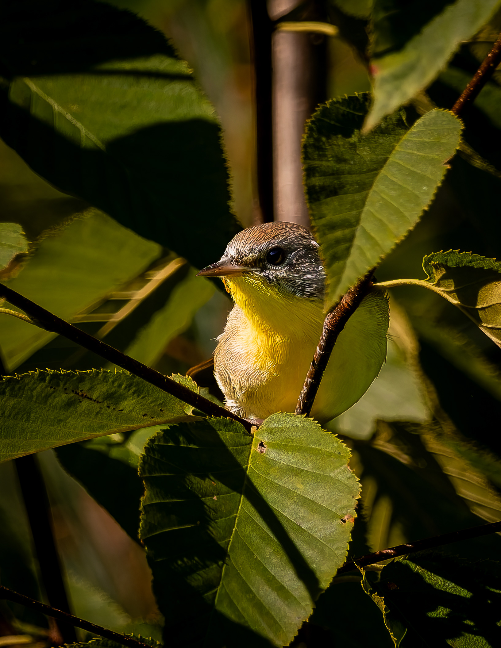 Common Yellowthroat No1