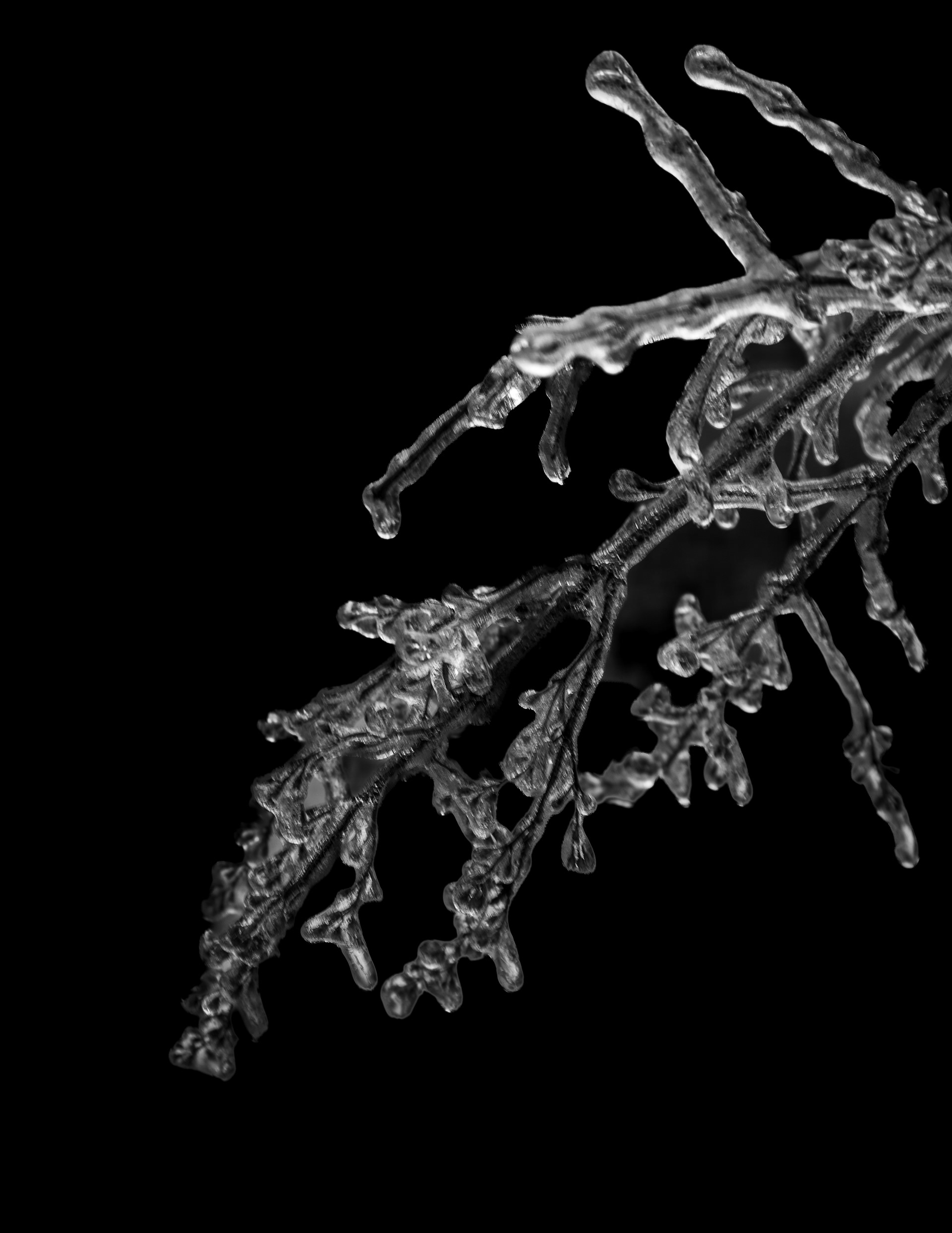 Lilac Branch Covered in Ice No1