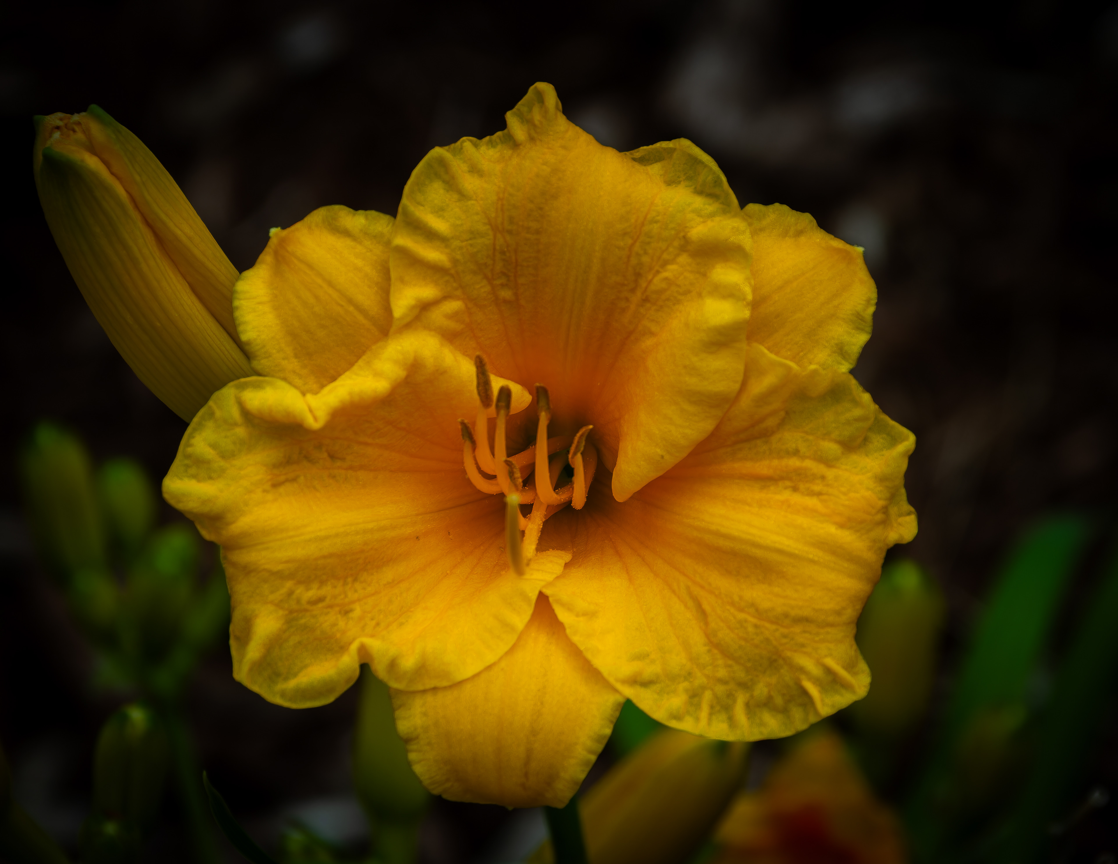 Stella d"Oro Daylilly - July 4, 2026