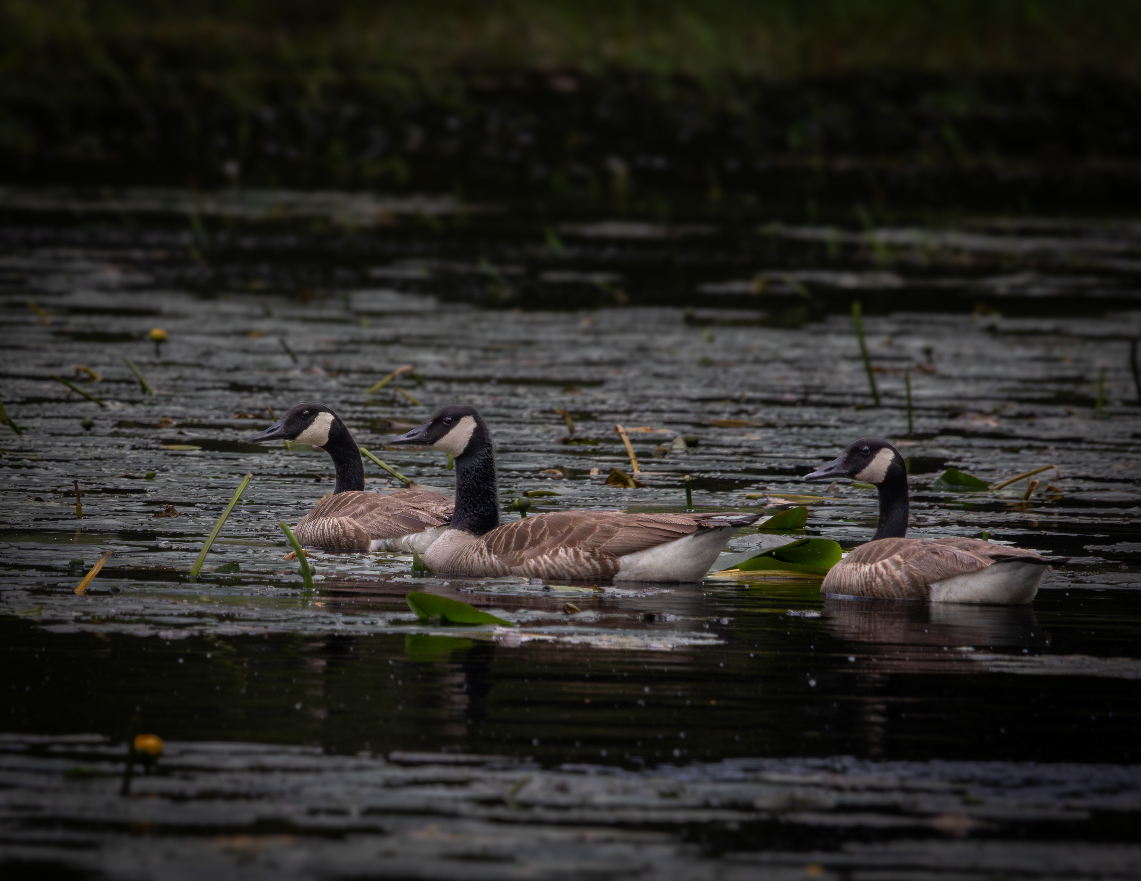Canada Geese No2