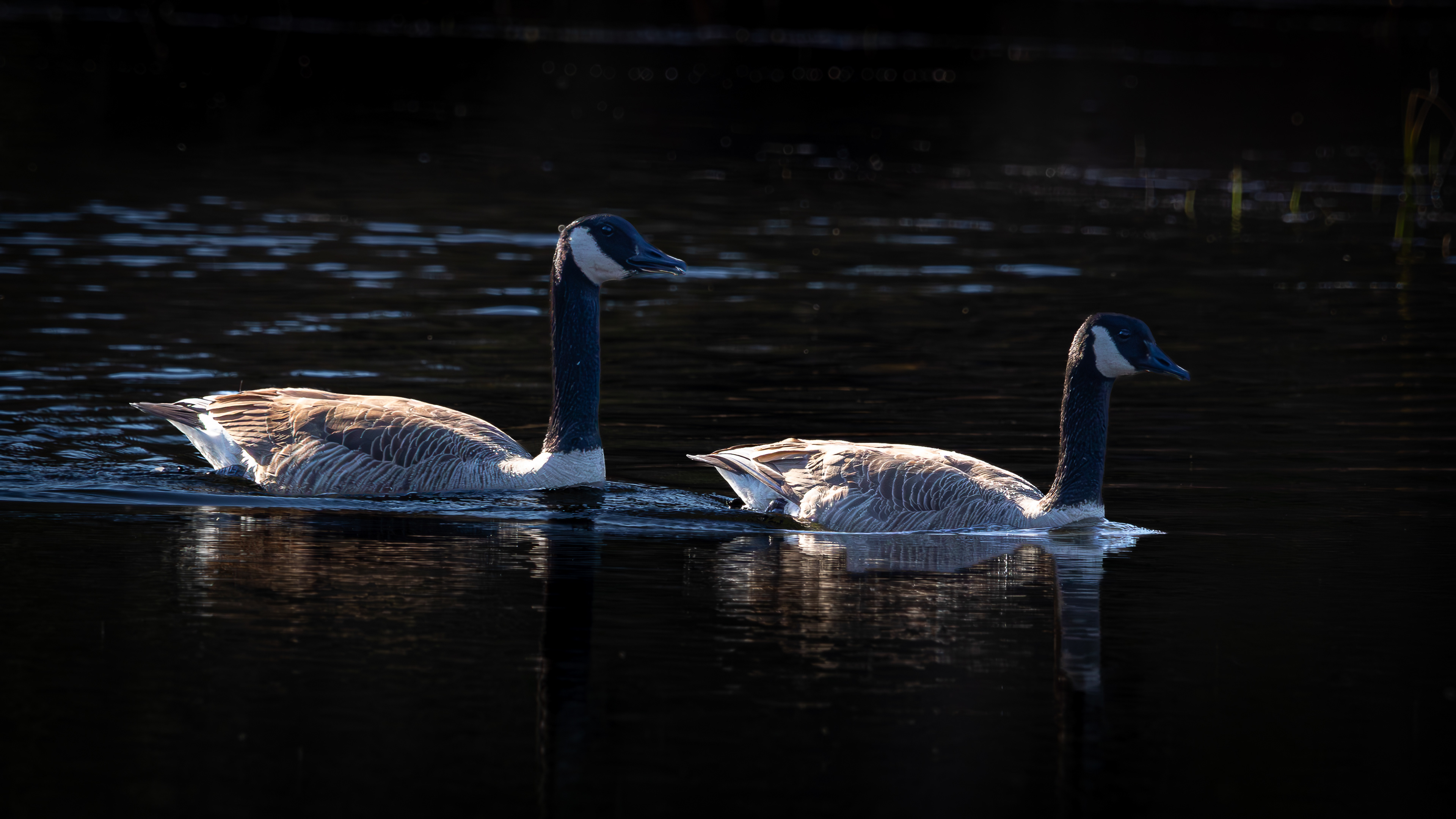 Canada Goose Pair No2