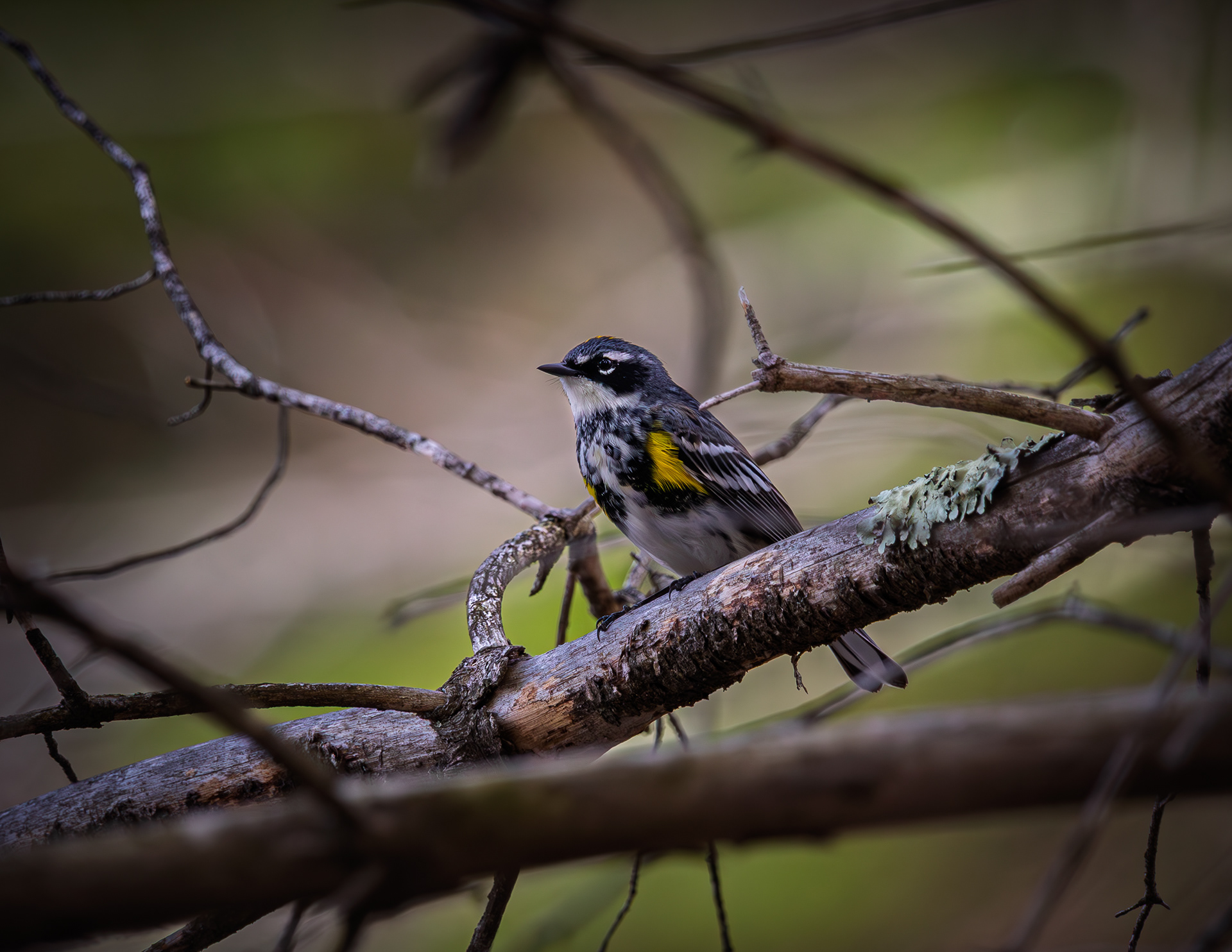 Yellow-rumped Warbler at Turning MIll Pond No4
