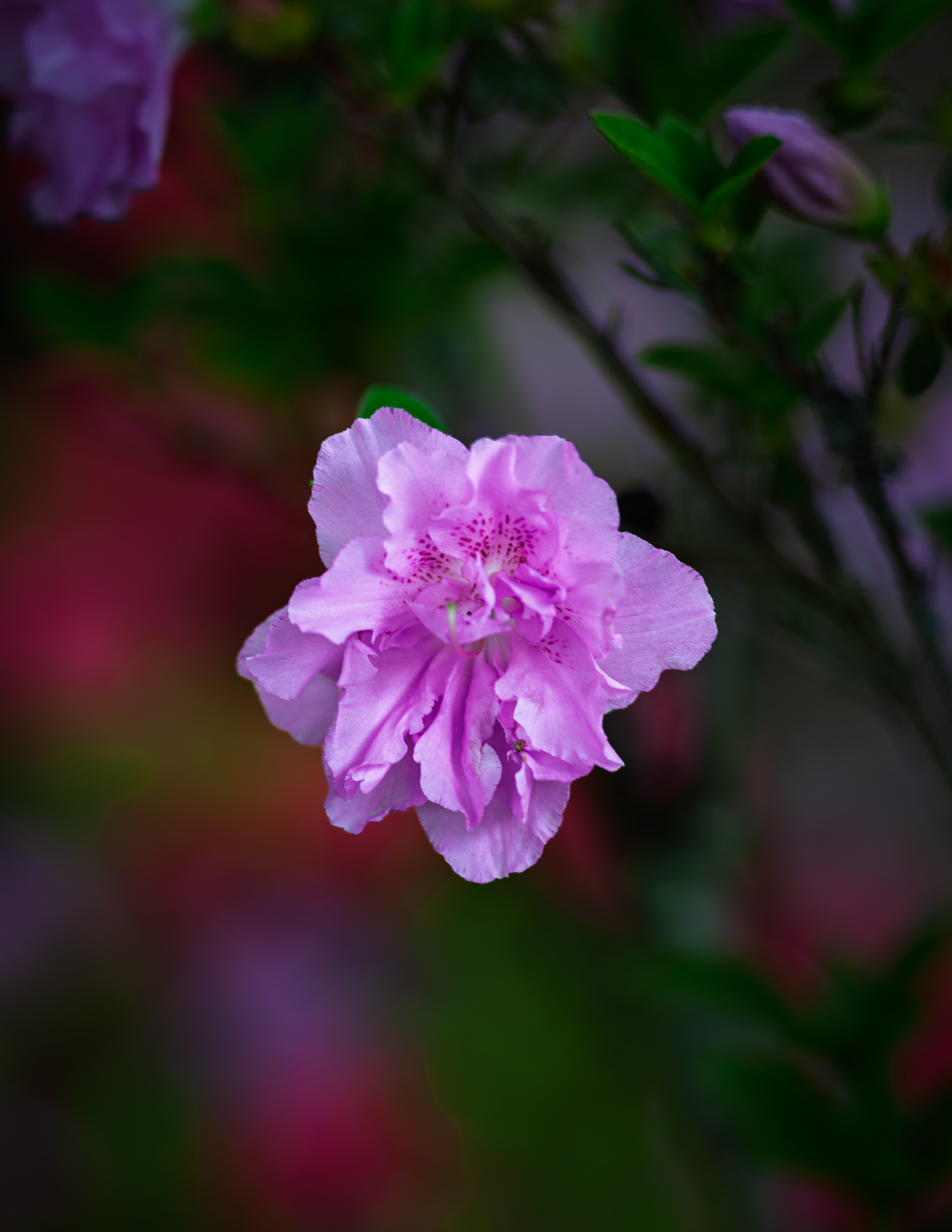 Pale Purple Azalea