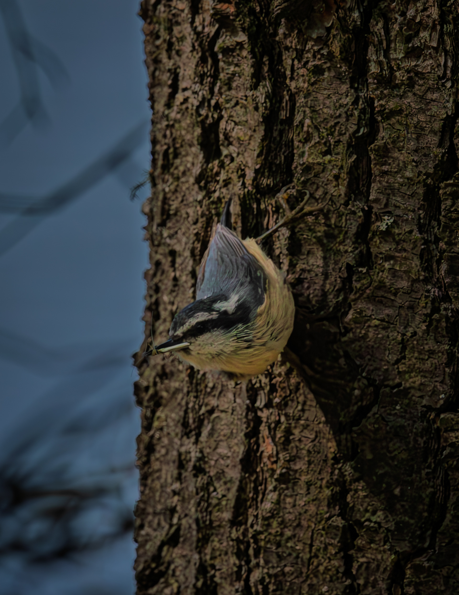Red-breasted Nuthatch