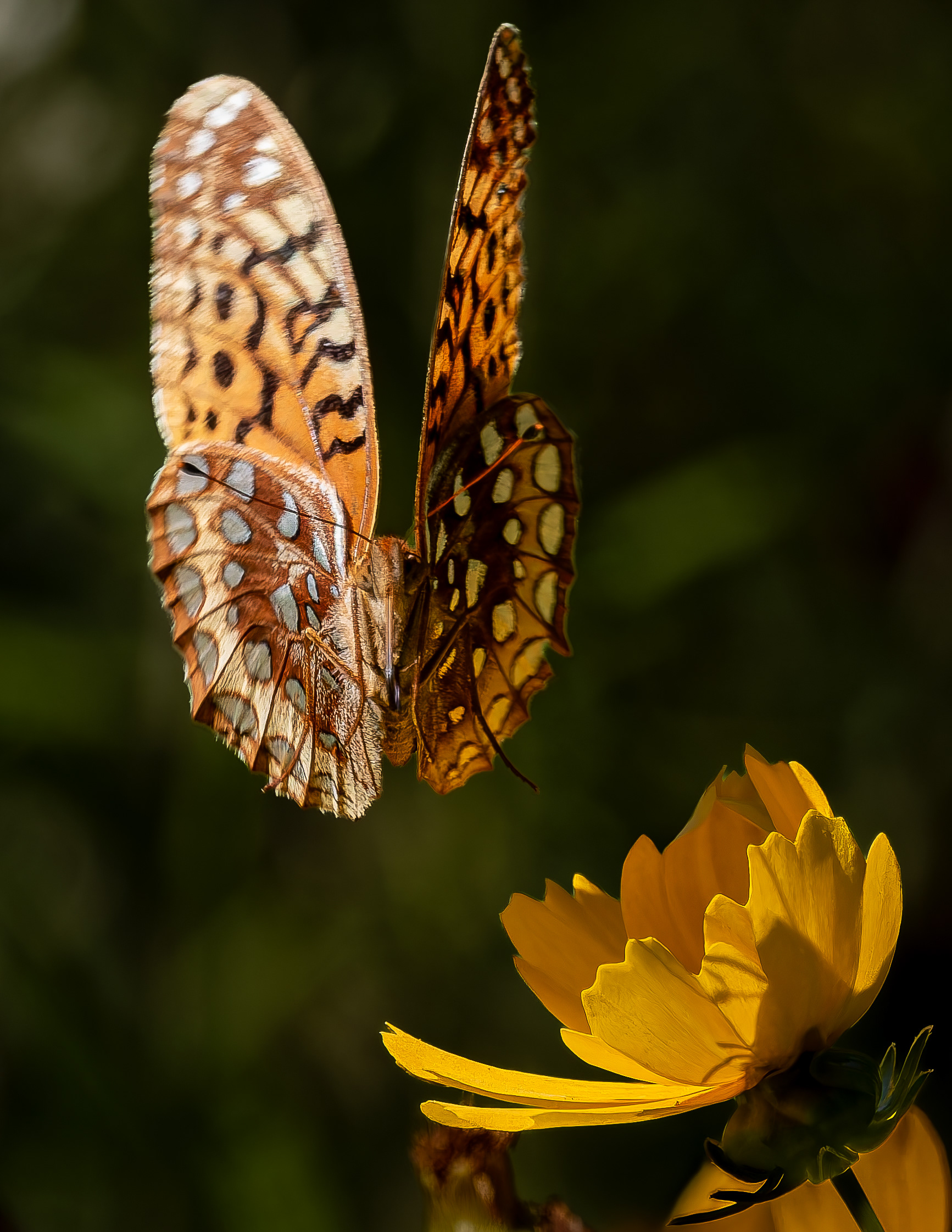 Great Spangled Fritillary No4