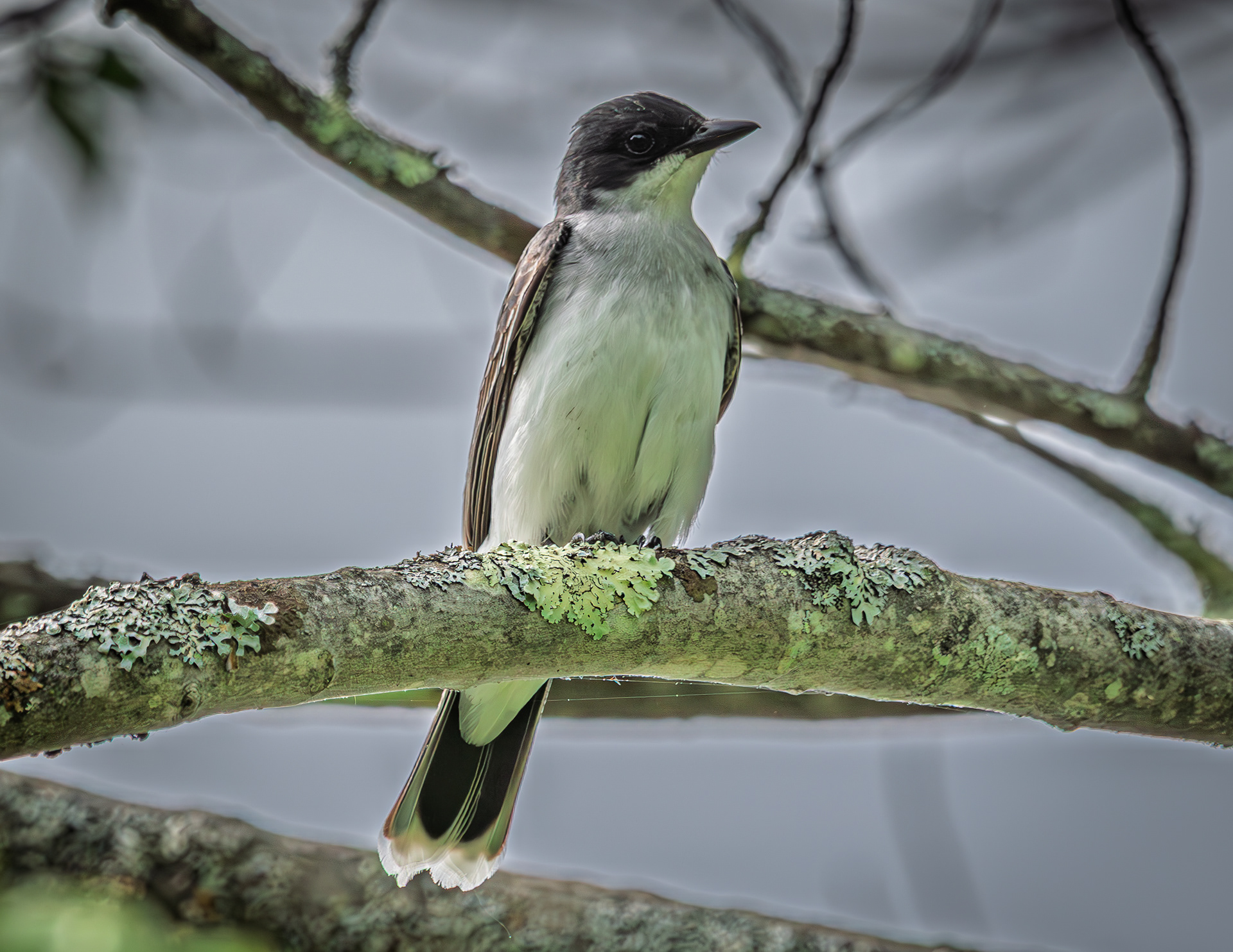 Eastern Kingbird - June 7, 2026