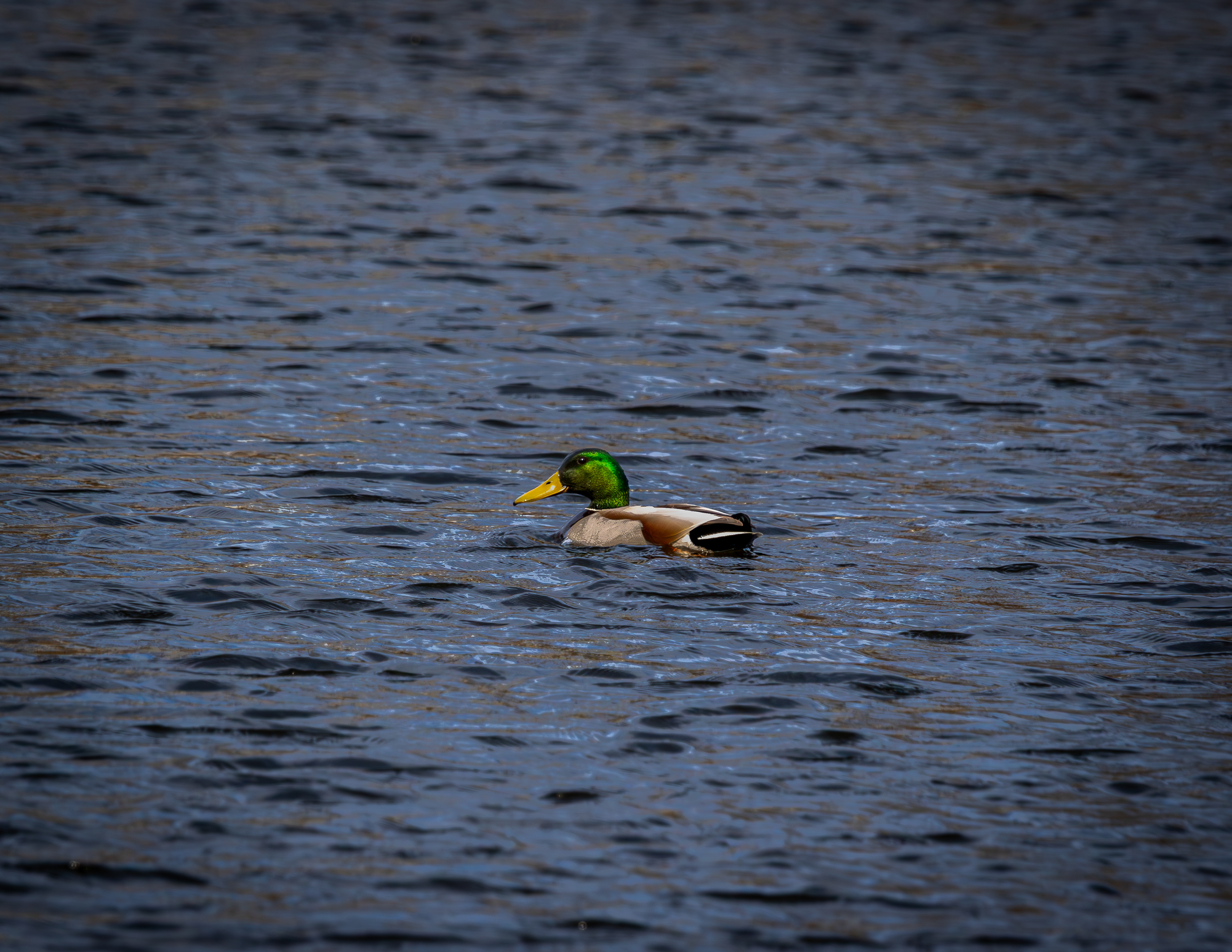 Male Mallard at CSV No1