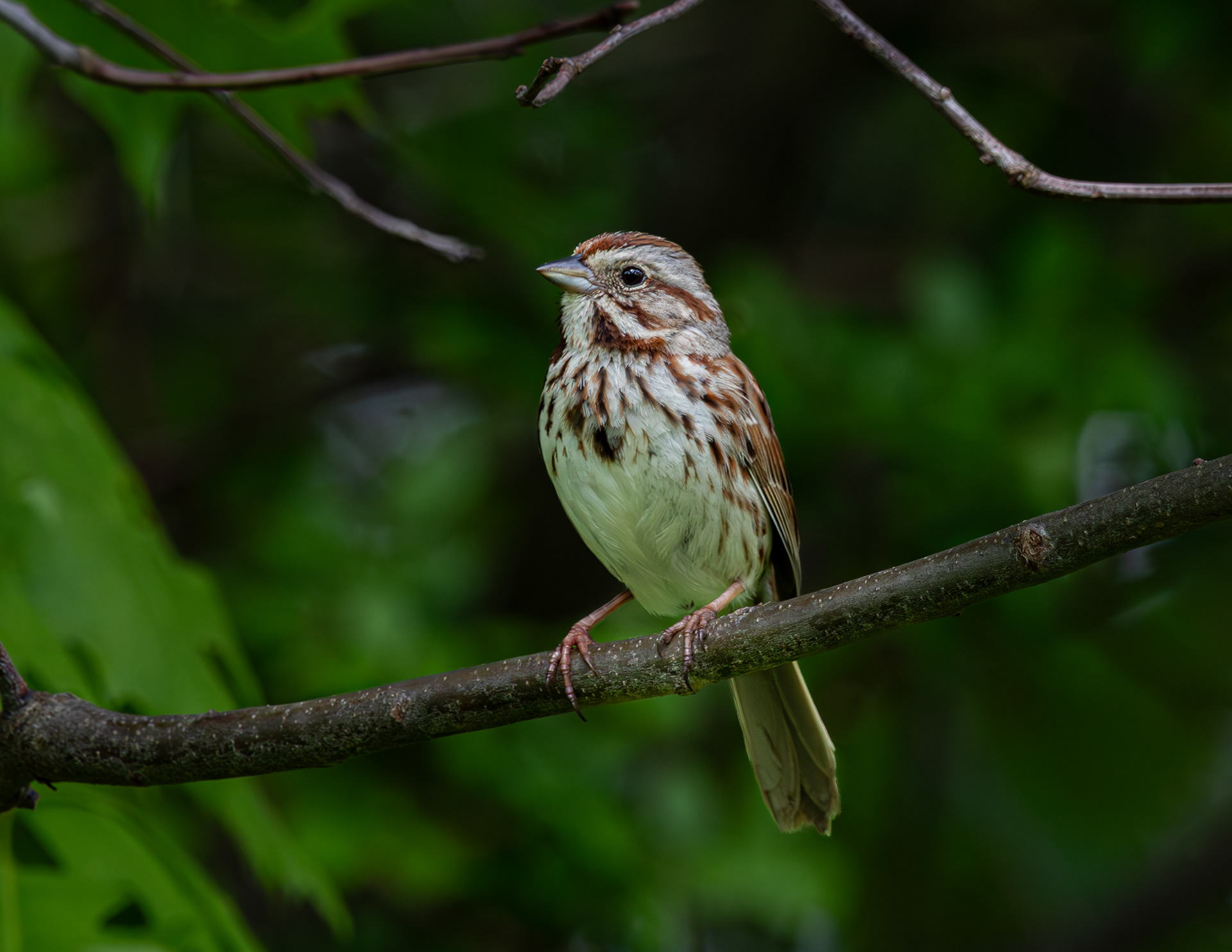 Song Sparrow - May 18, 2025