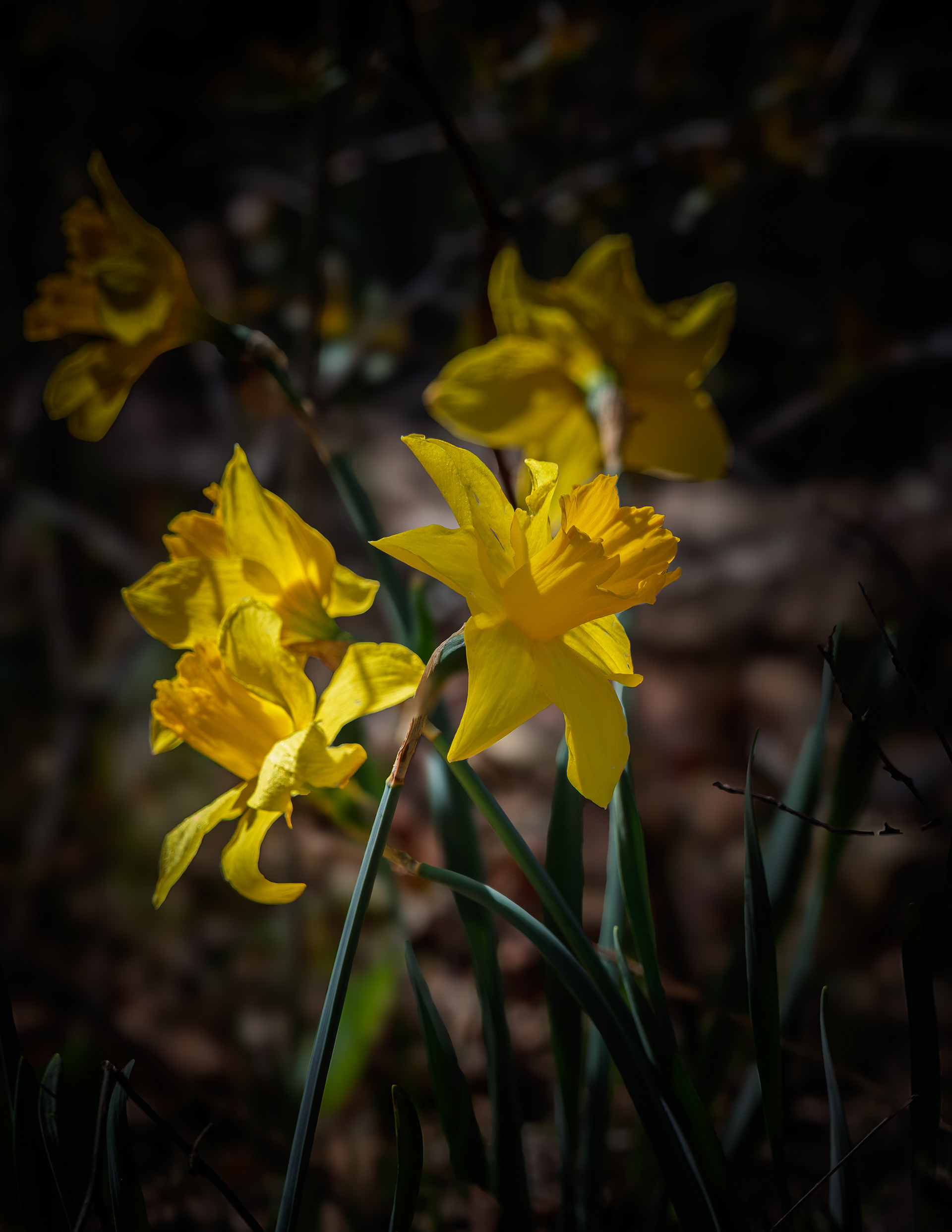 Wild Daffodils at CSV