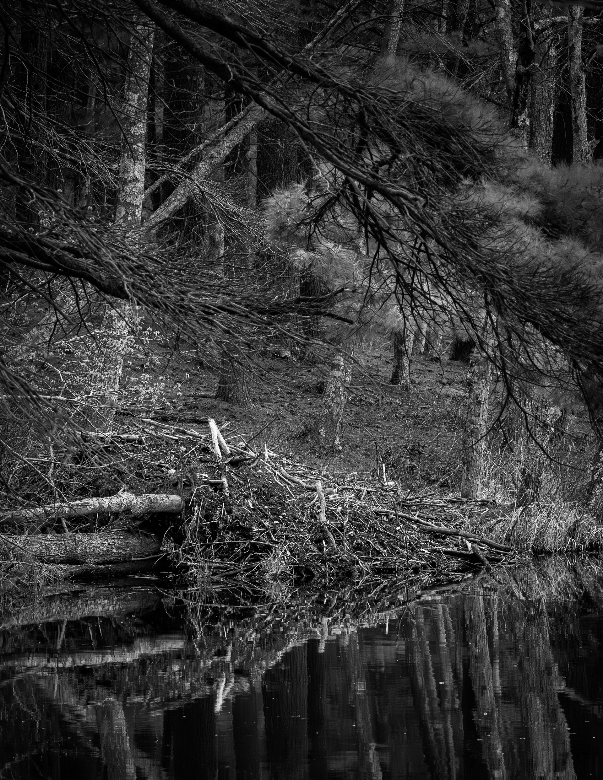 Lodge at Turning Mill Pond No1