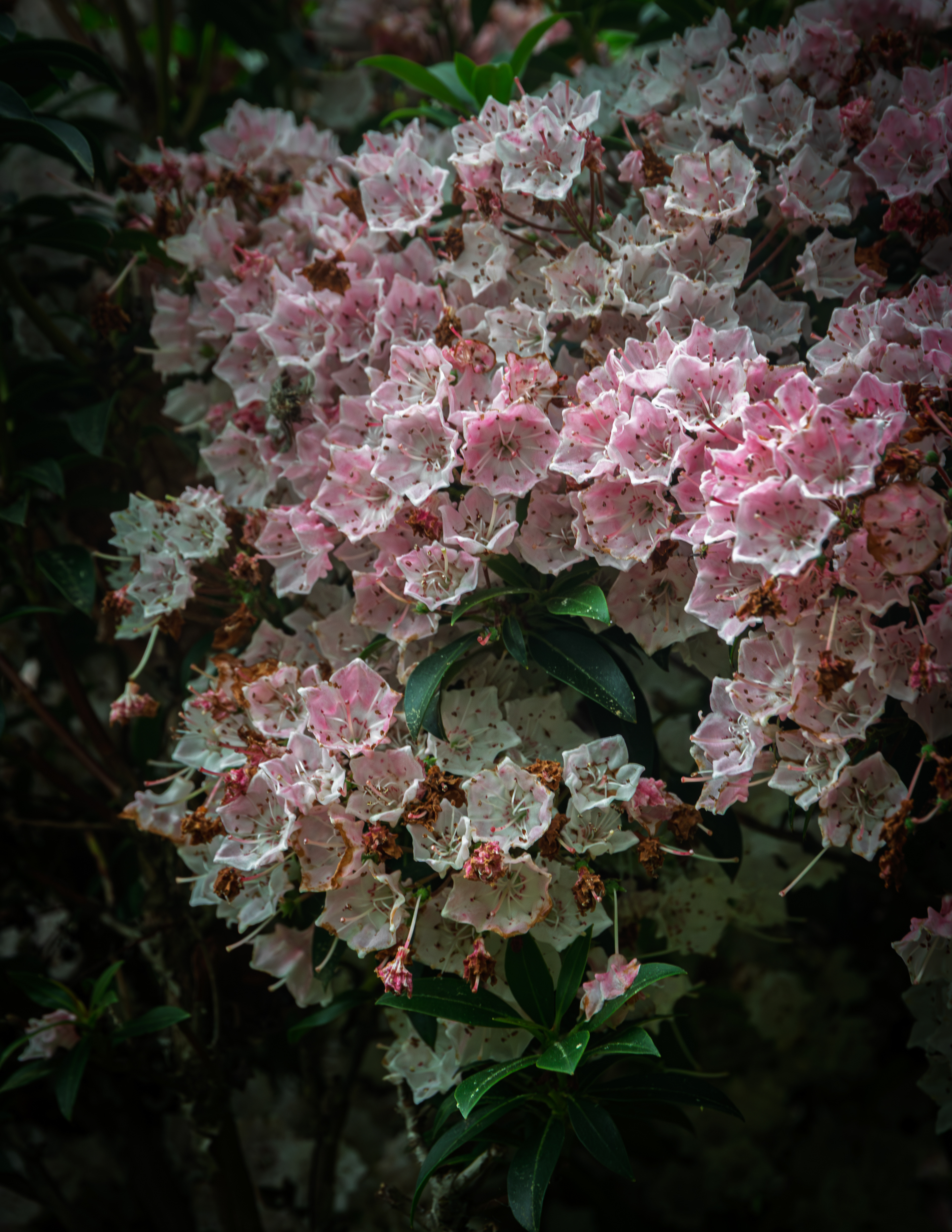Mountain Laurel