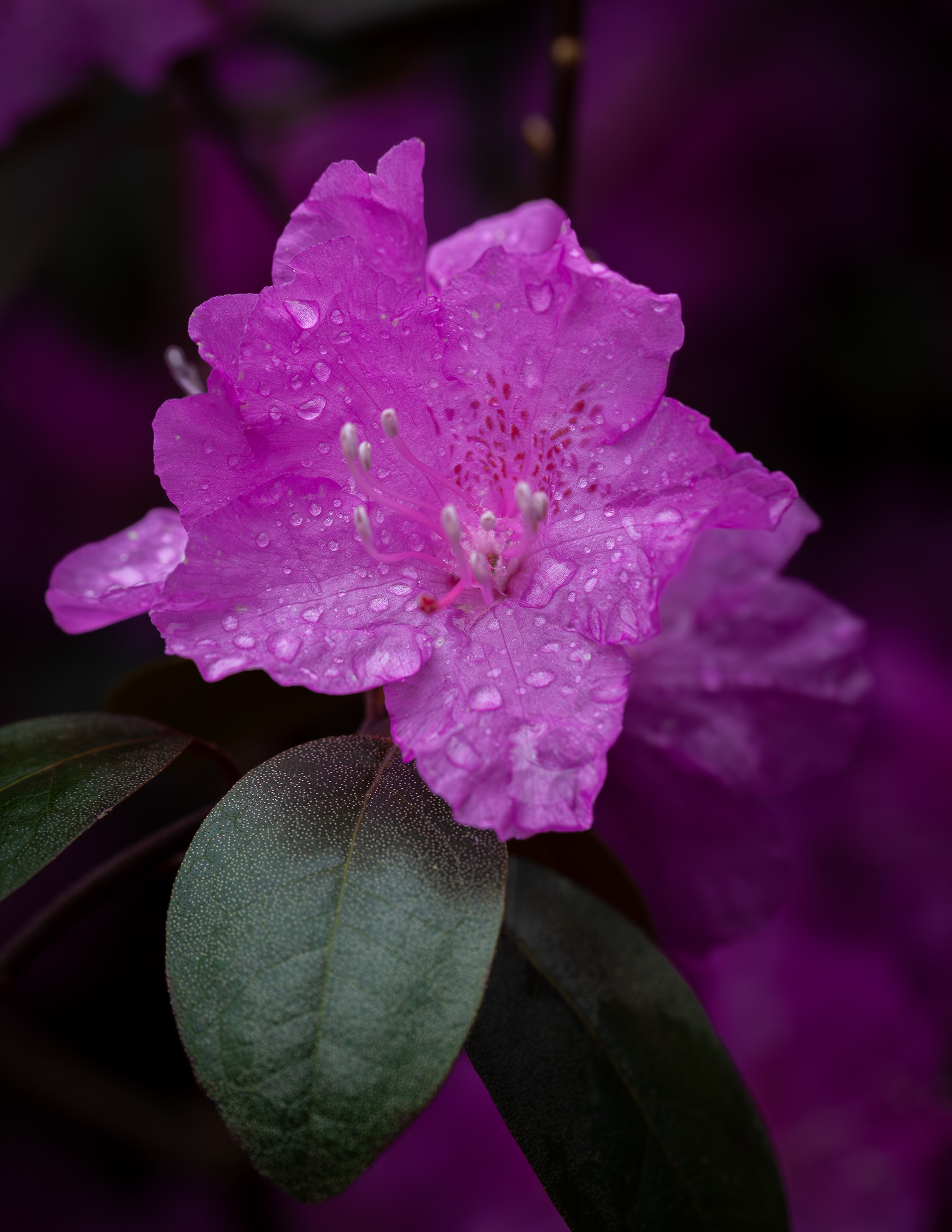 Rhododendron No1