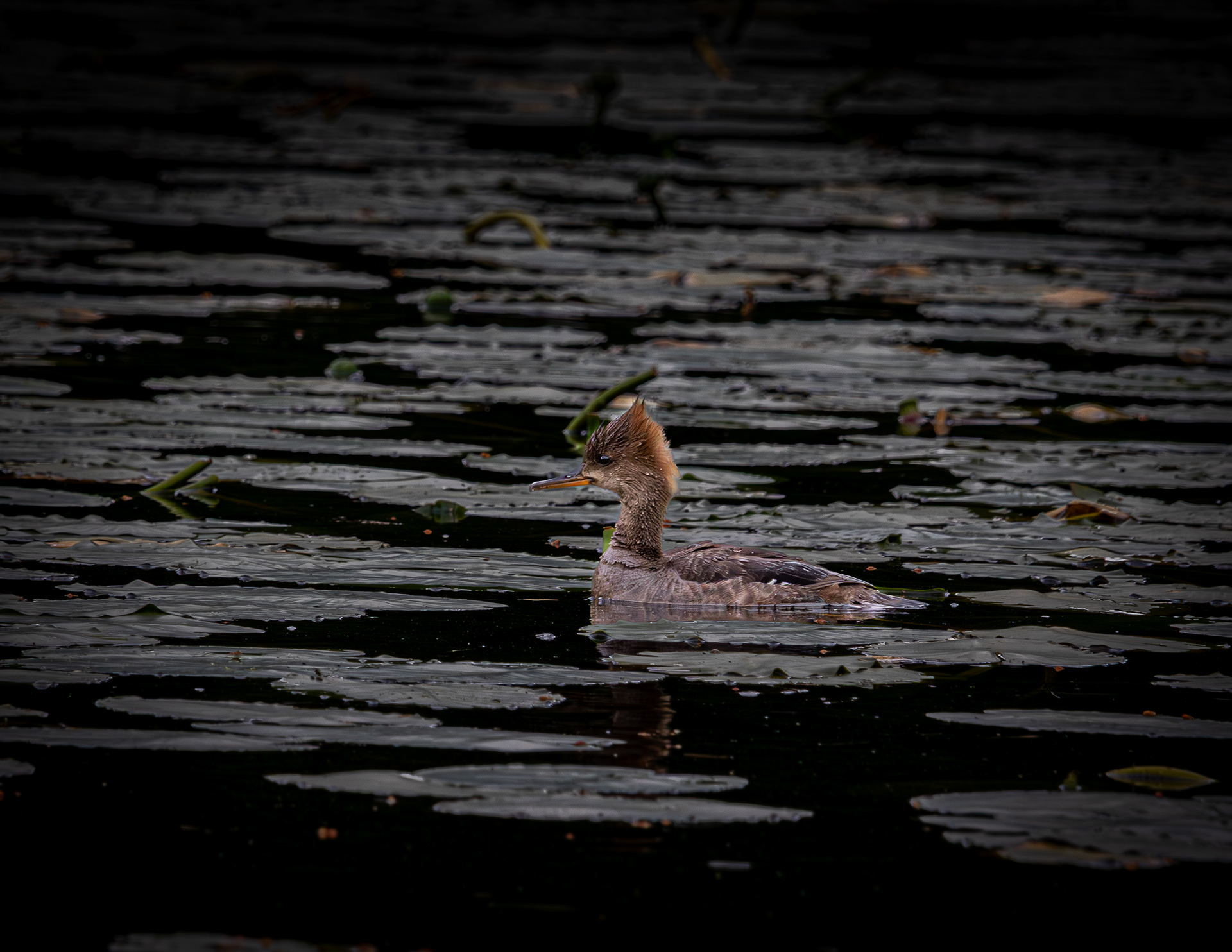 Female Hooded Merganser No3