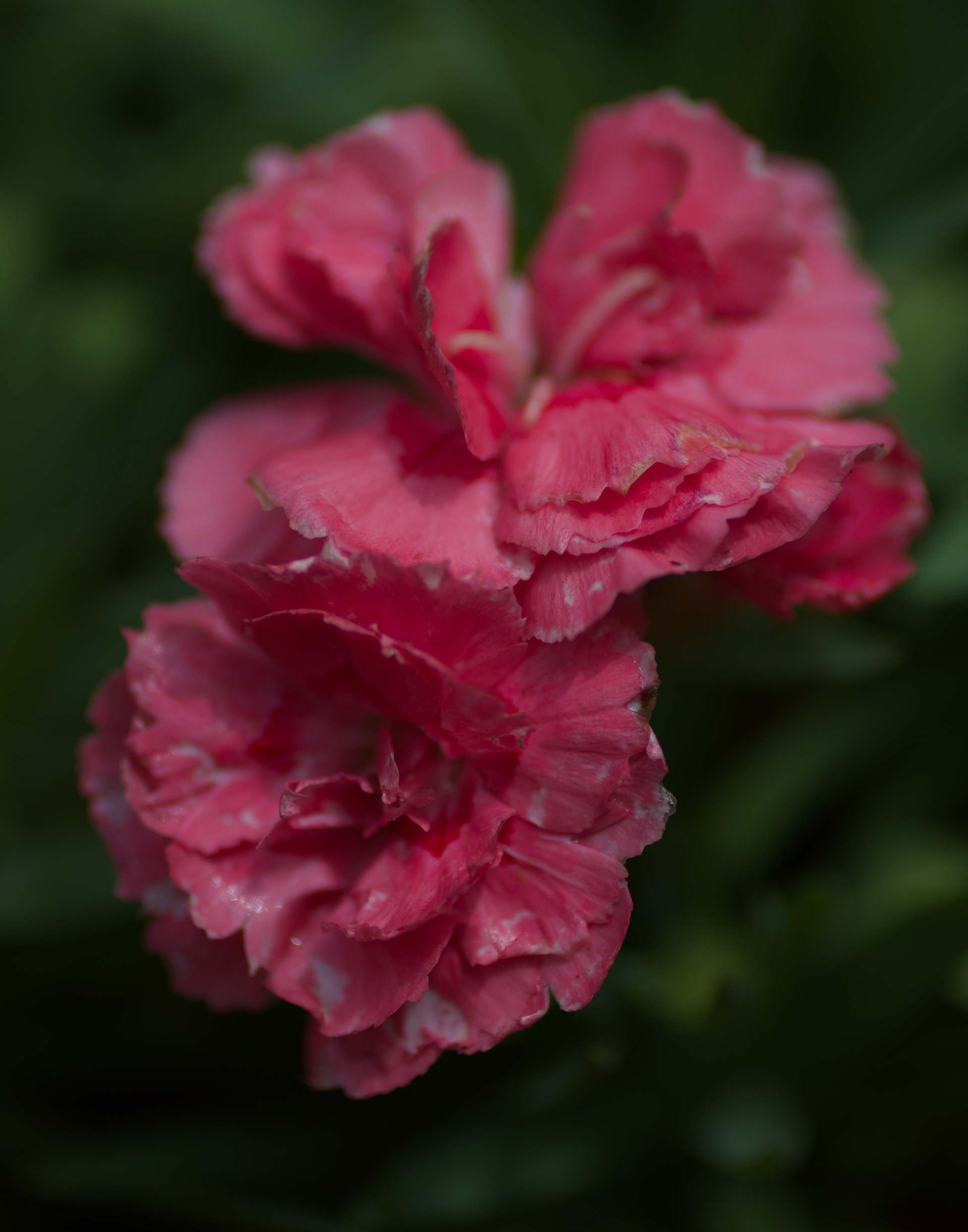 Dianthus