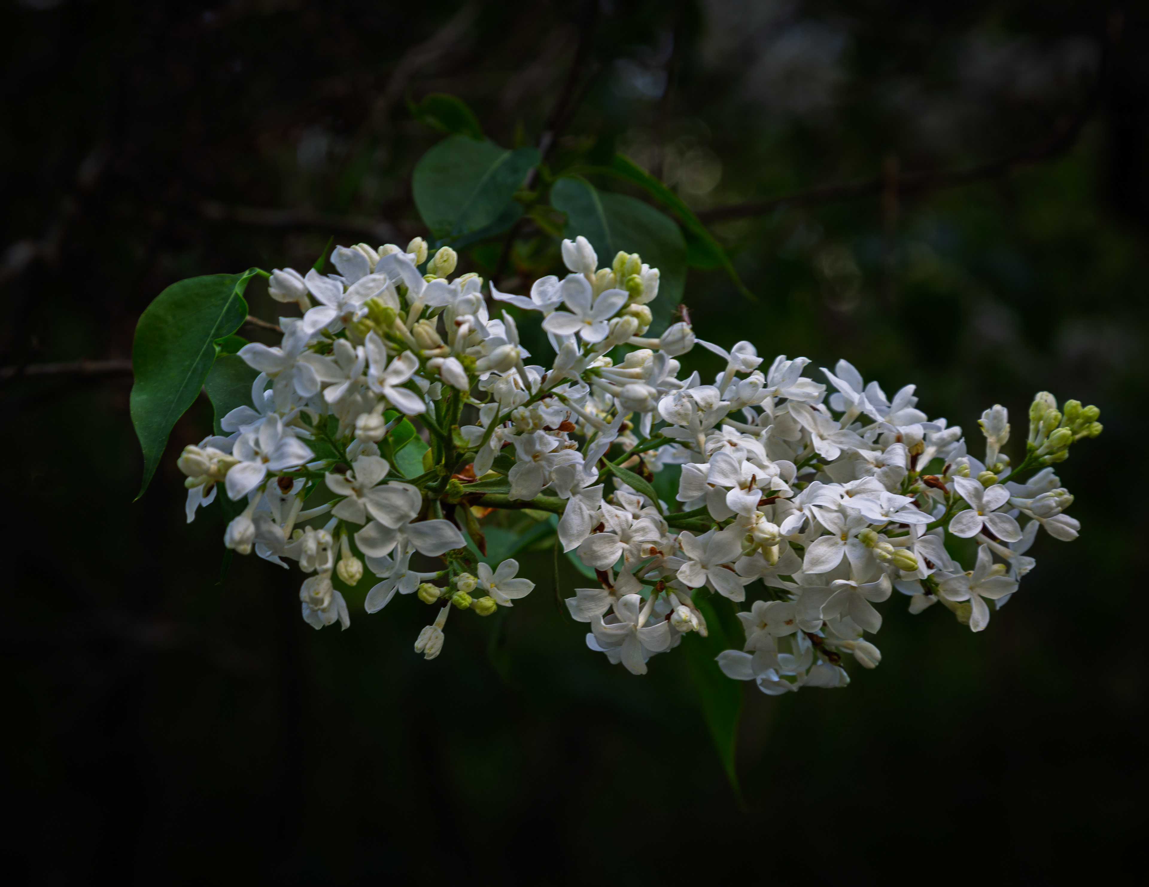 White Lilac