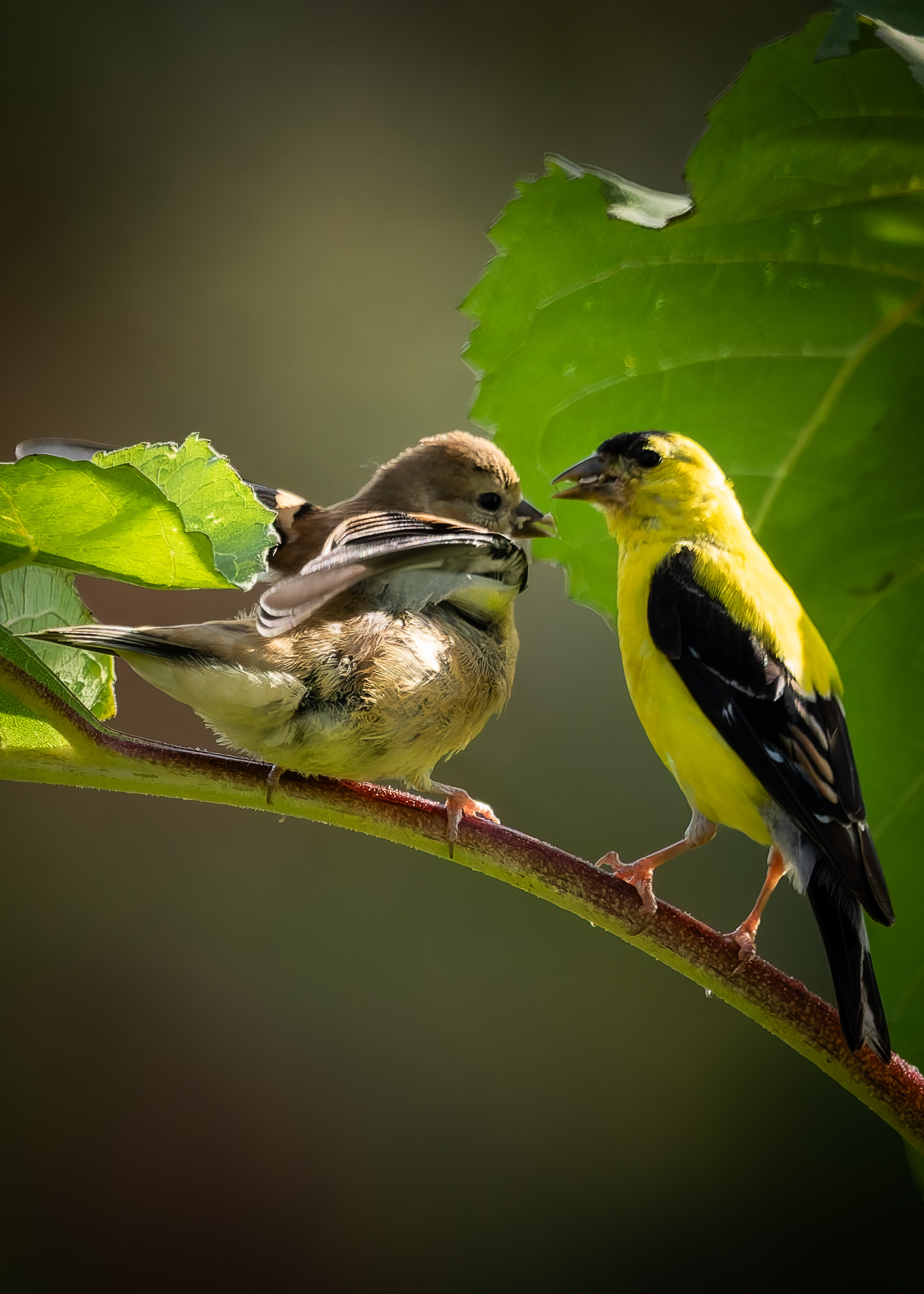 American Goldfinches No2