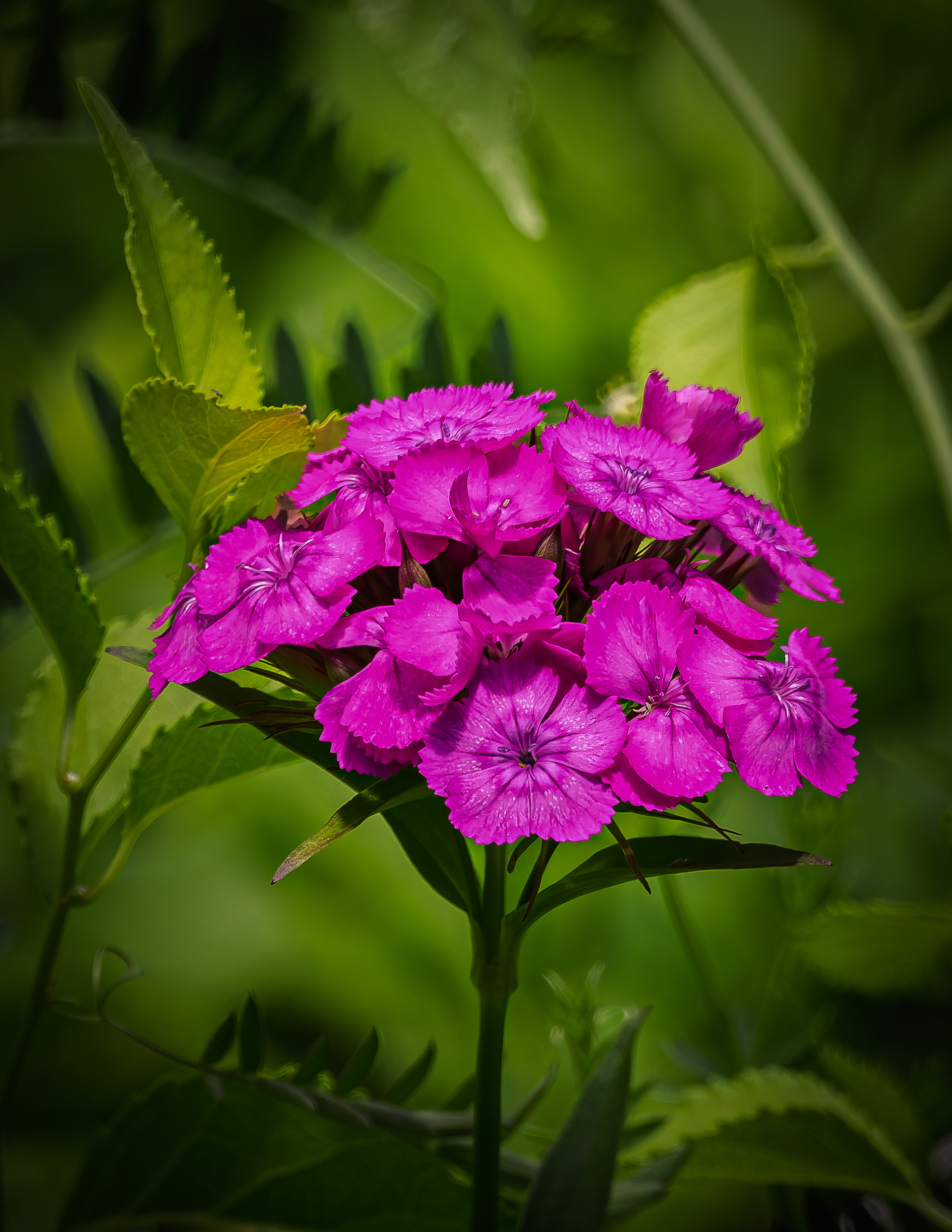 Dianthus