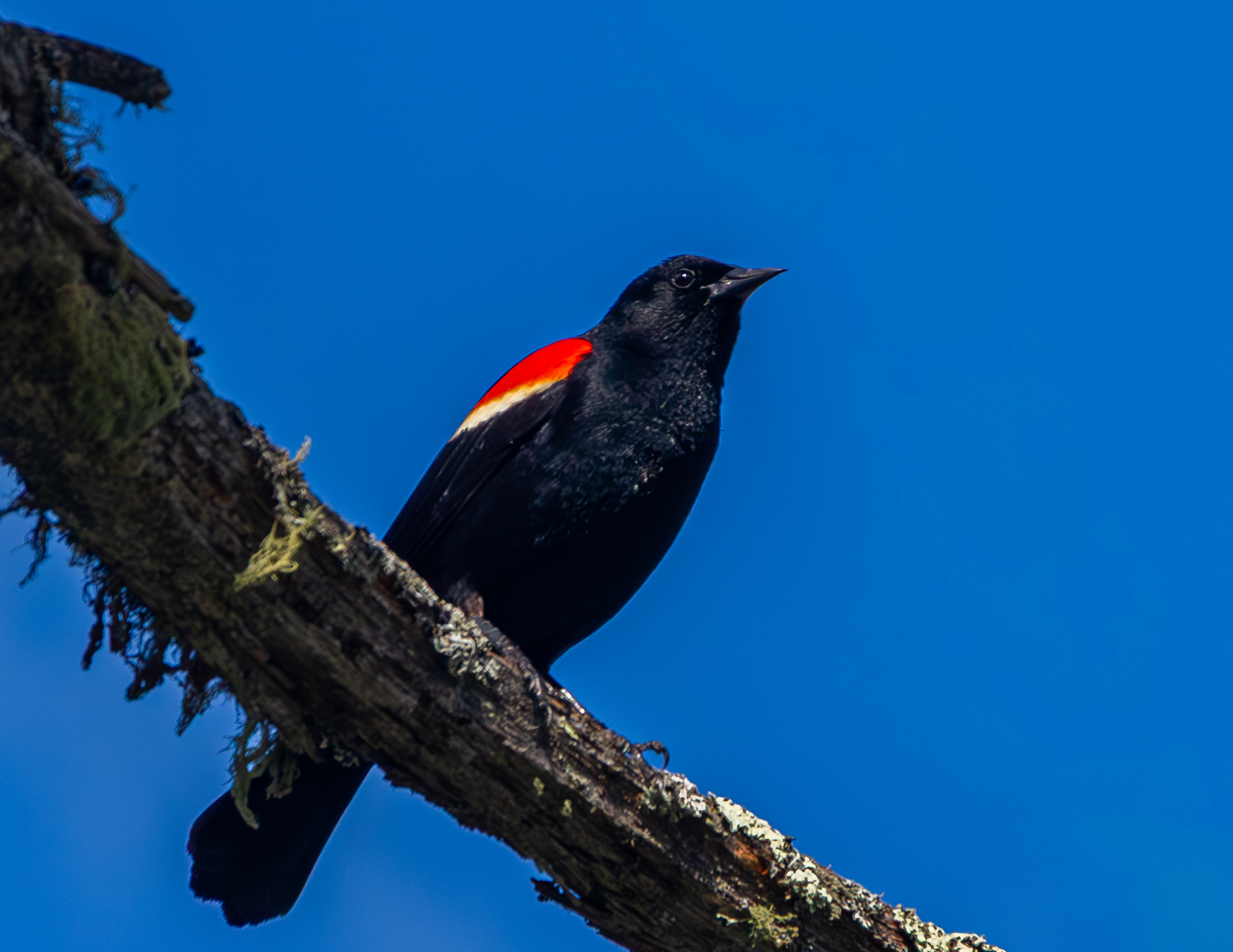 Male Red-winged Blackbird No3