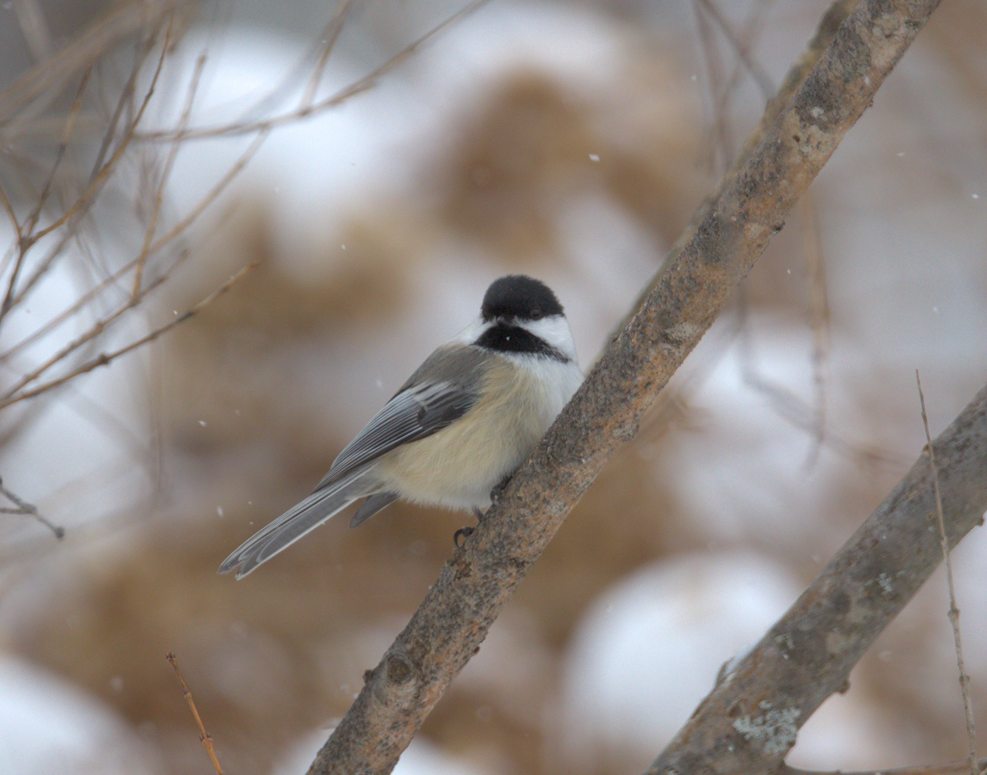 Black-capped Chickadee No1