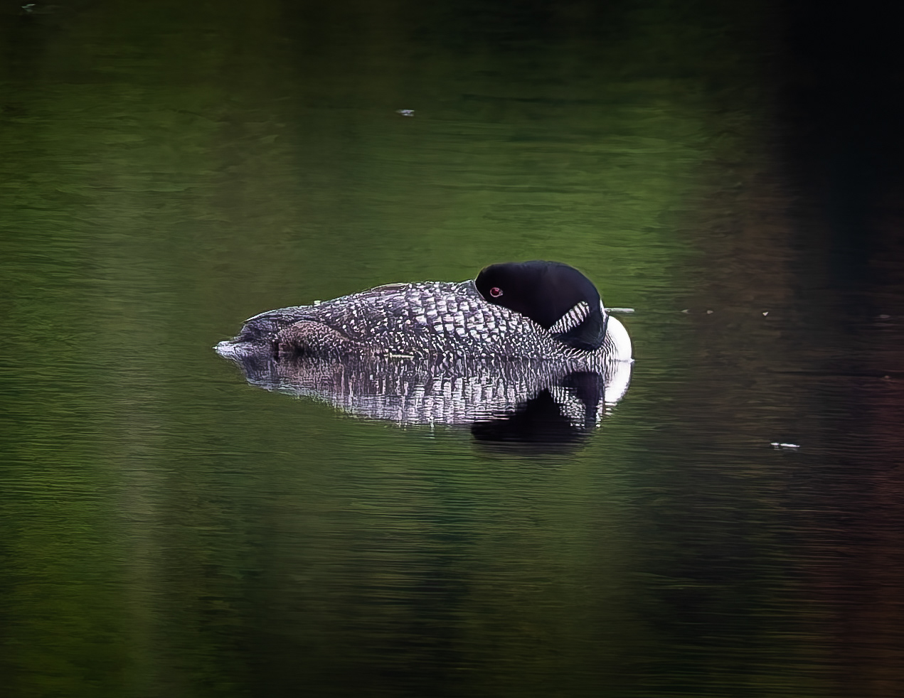 Common Loon No5 - September 20, 2026