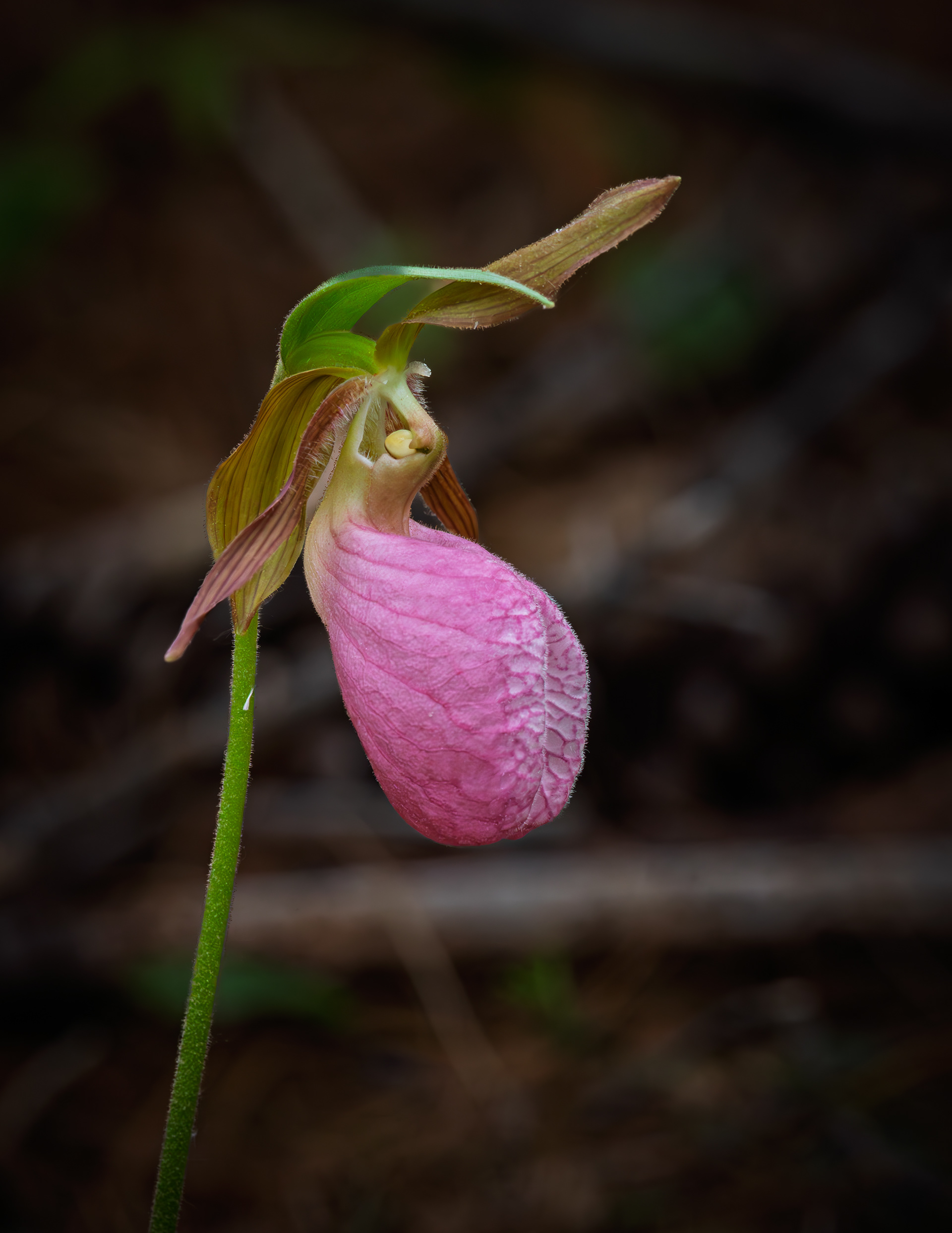 Lady Slipper No3