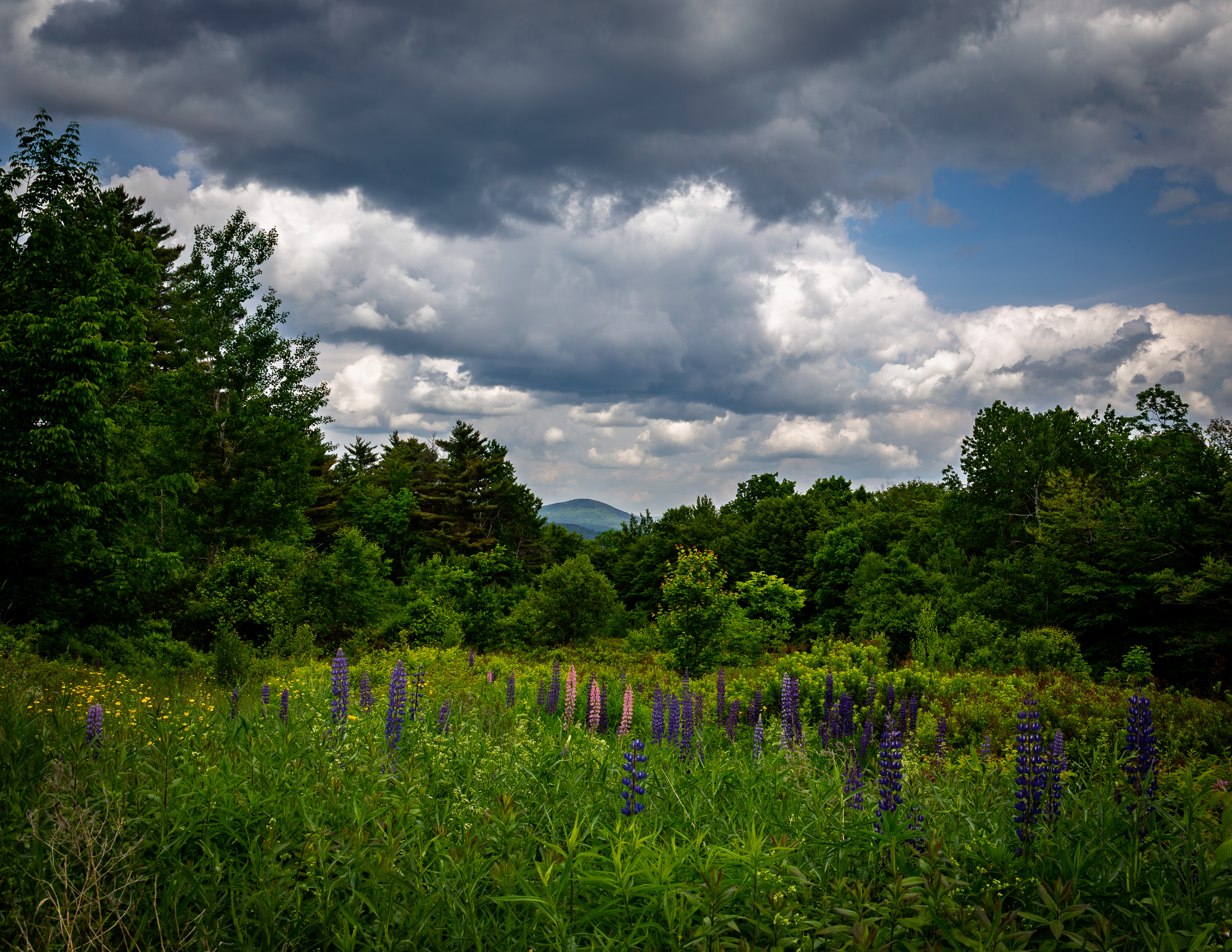 Lupines at Sugar Hill No1