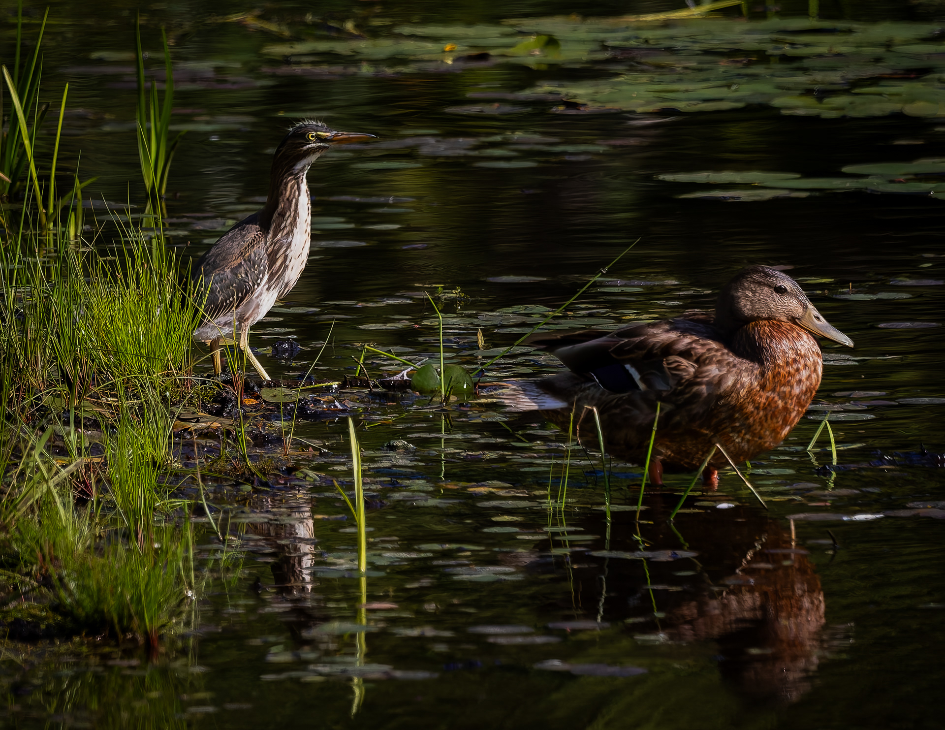 Green Heron and Mallard No1