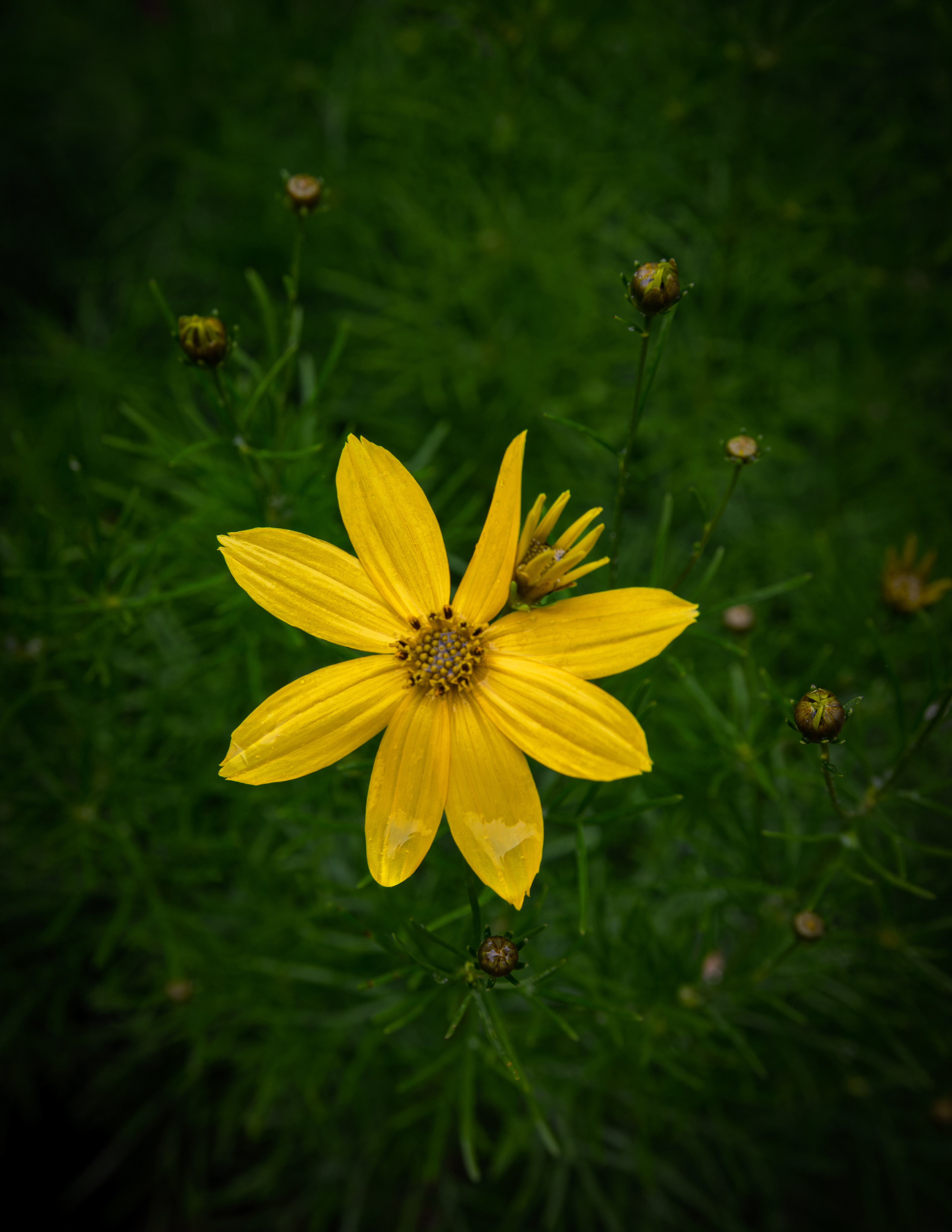 Moonbeam Coreopsis