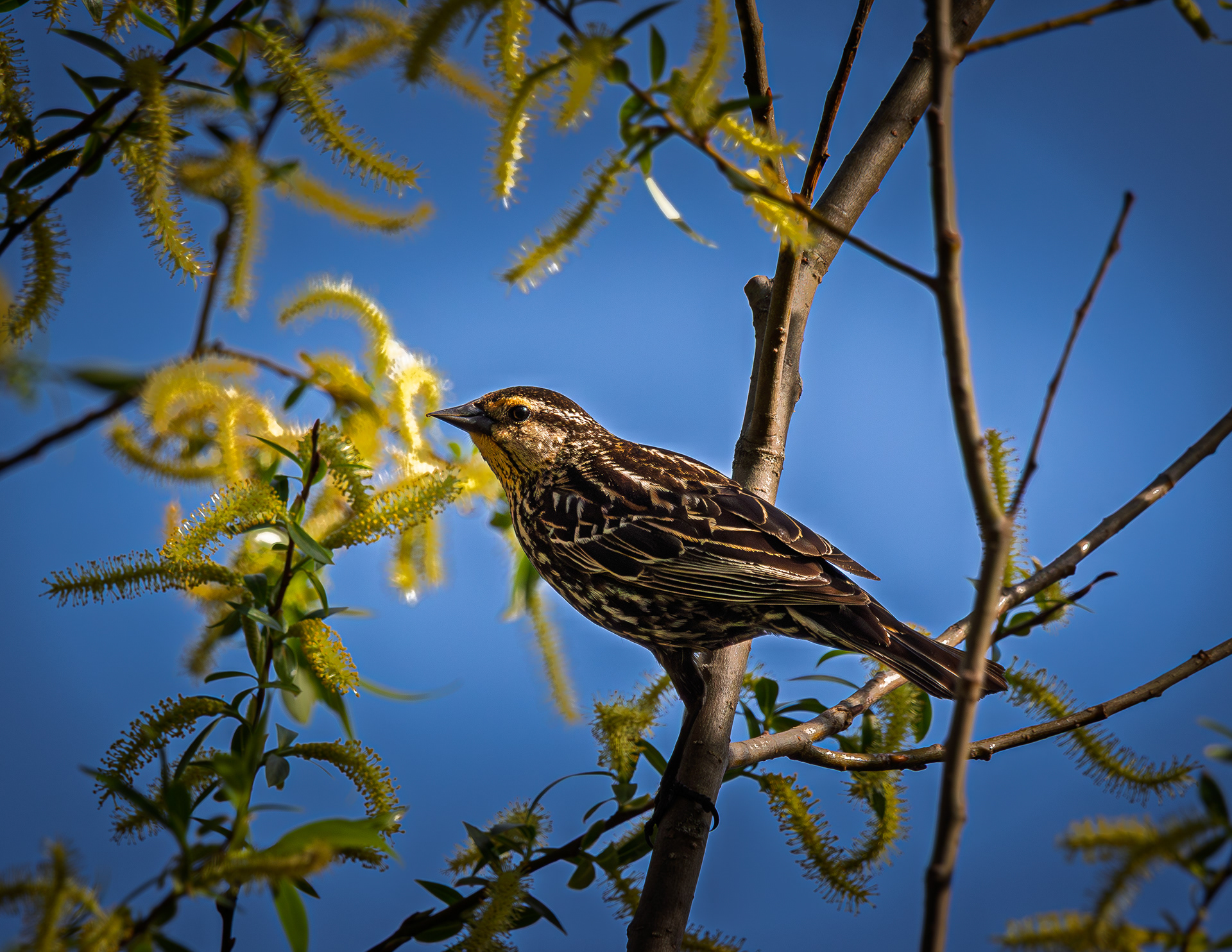 Female Red-winged Blackbird - May 7, 2026