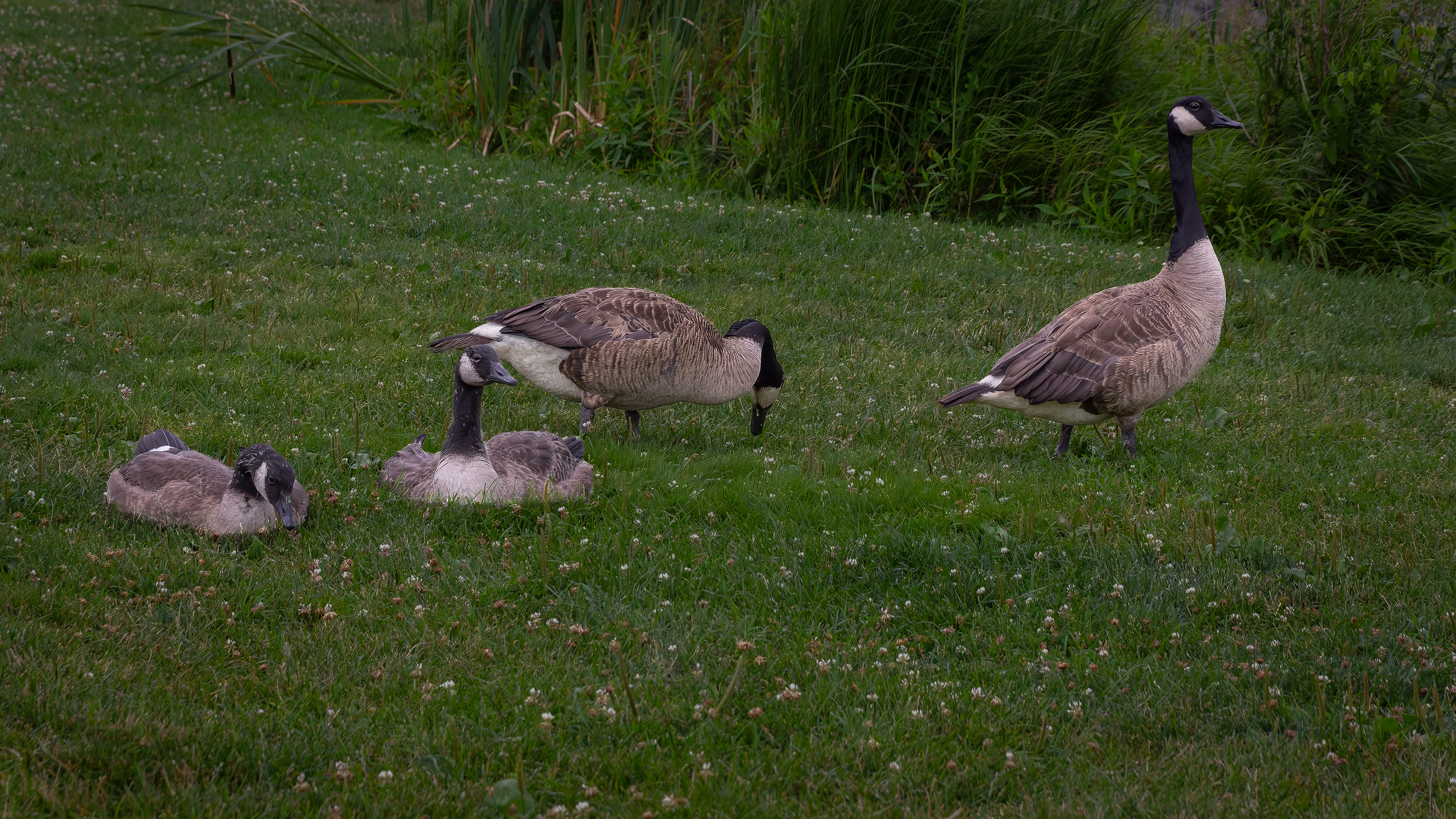 Canada Geese at Sohier Park