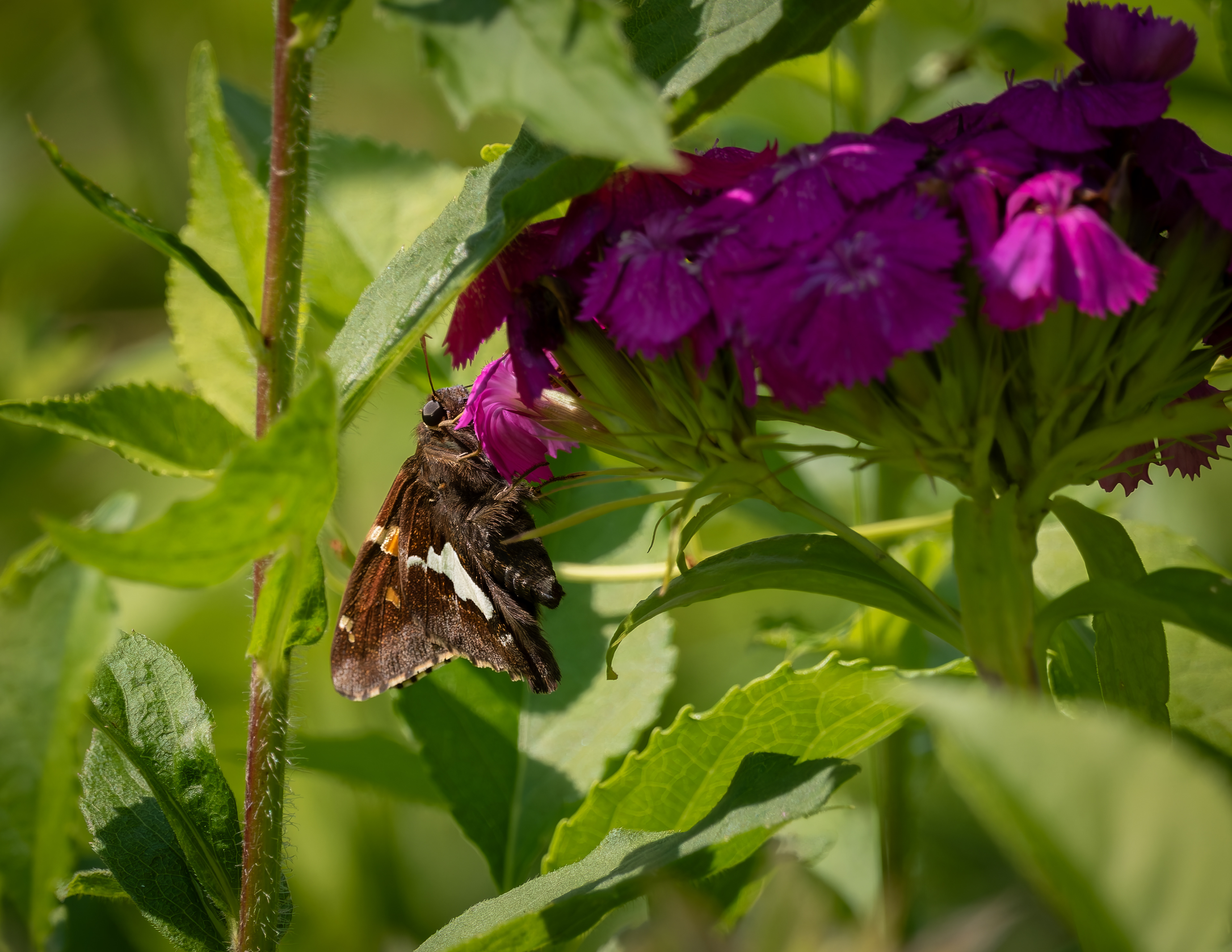 Silver Spotted Skipper Butterfly