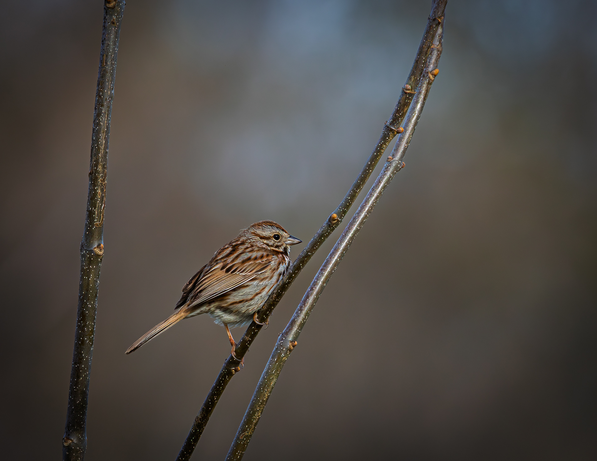 Song Sparrow at CSV