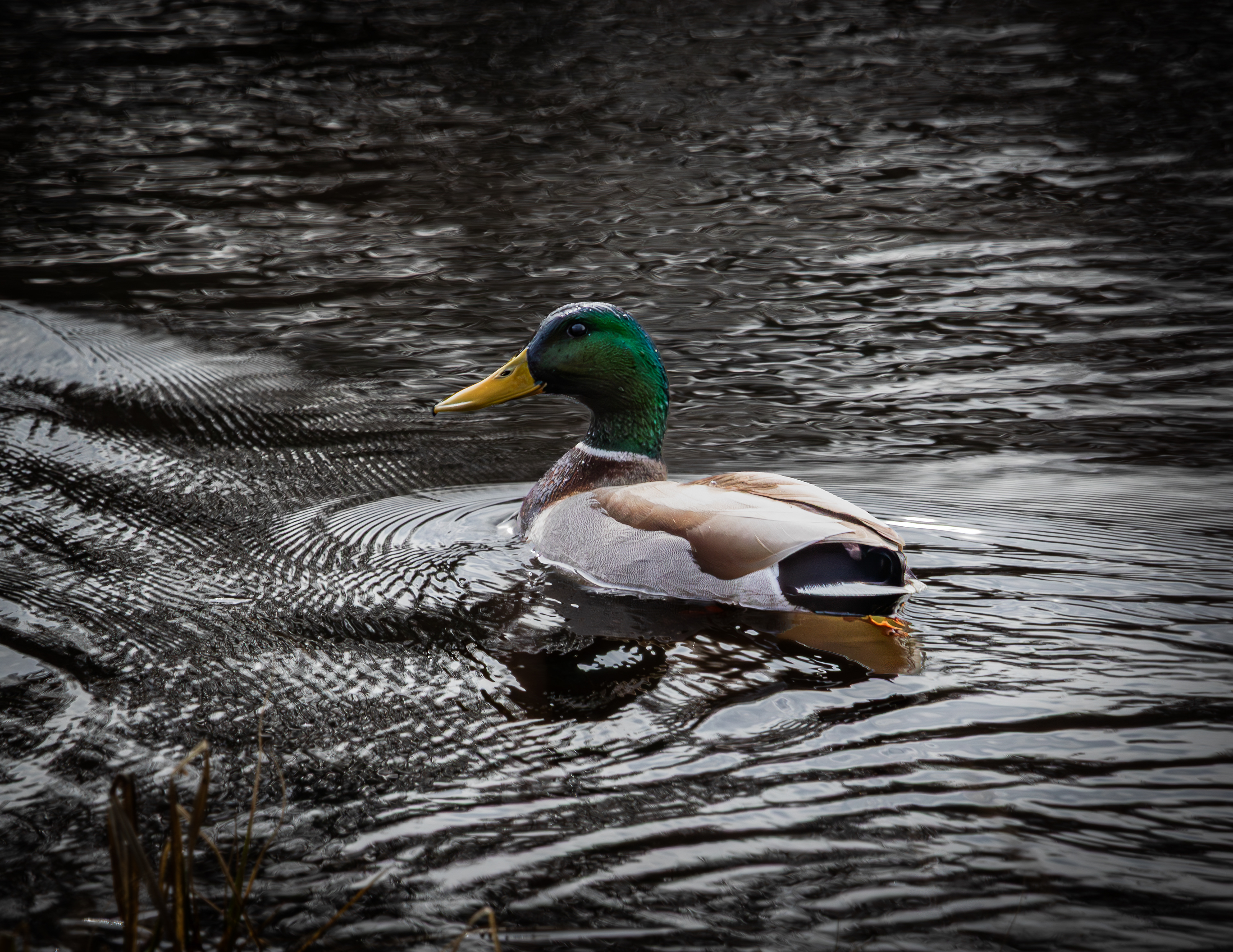 Male Mallard at CSV No2