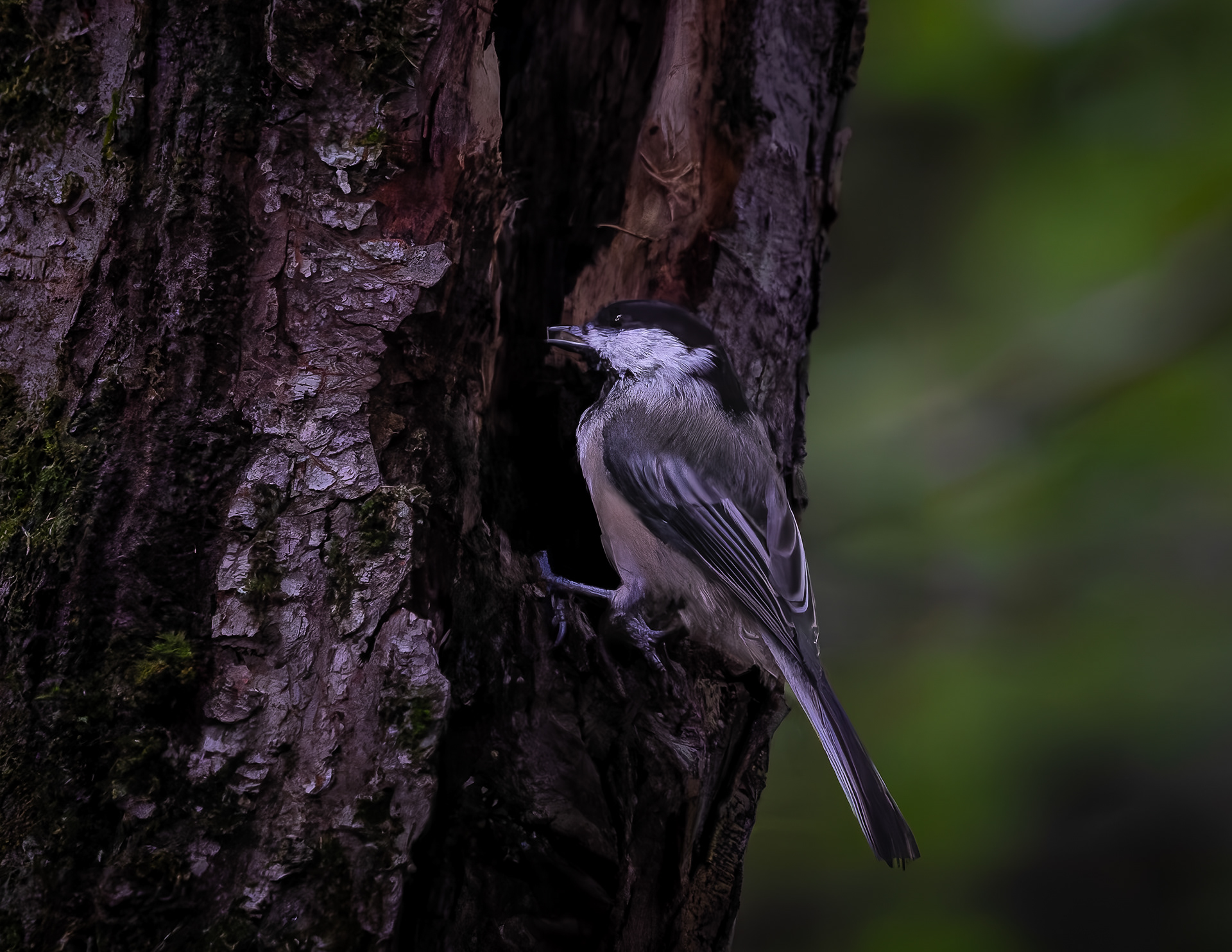 Chickadee
