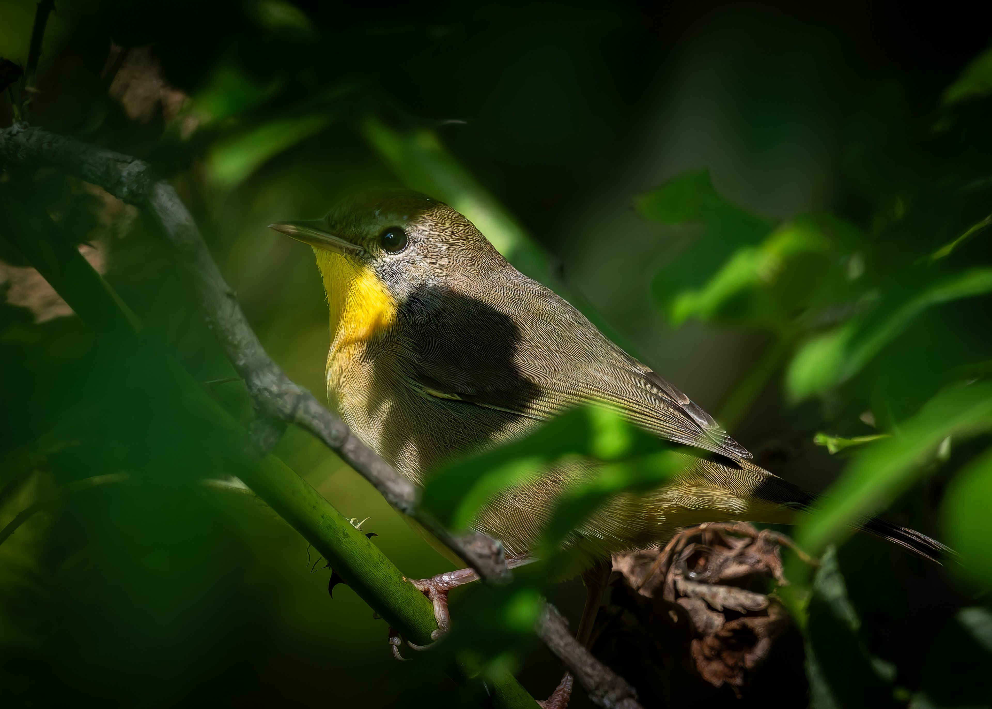 Common Yellowthroat