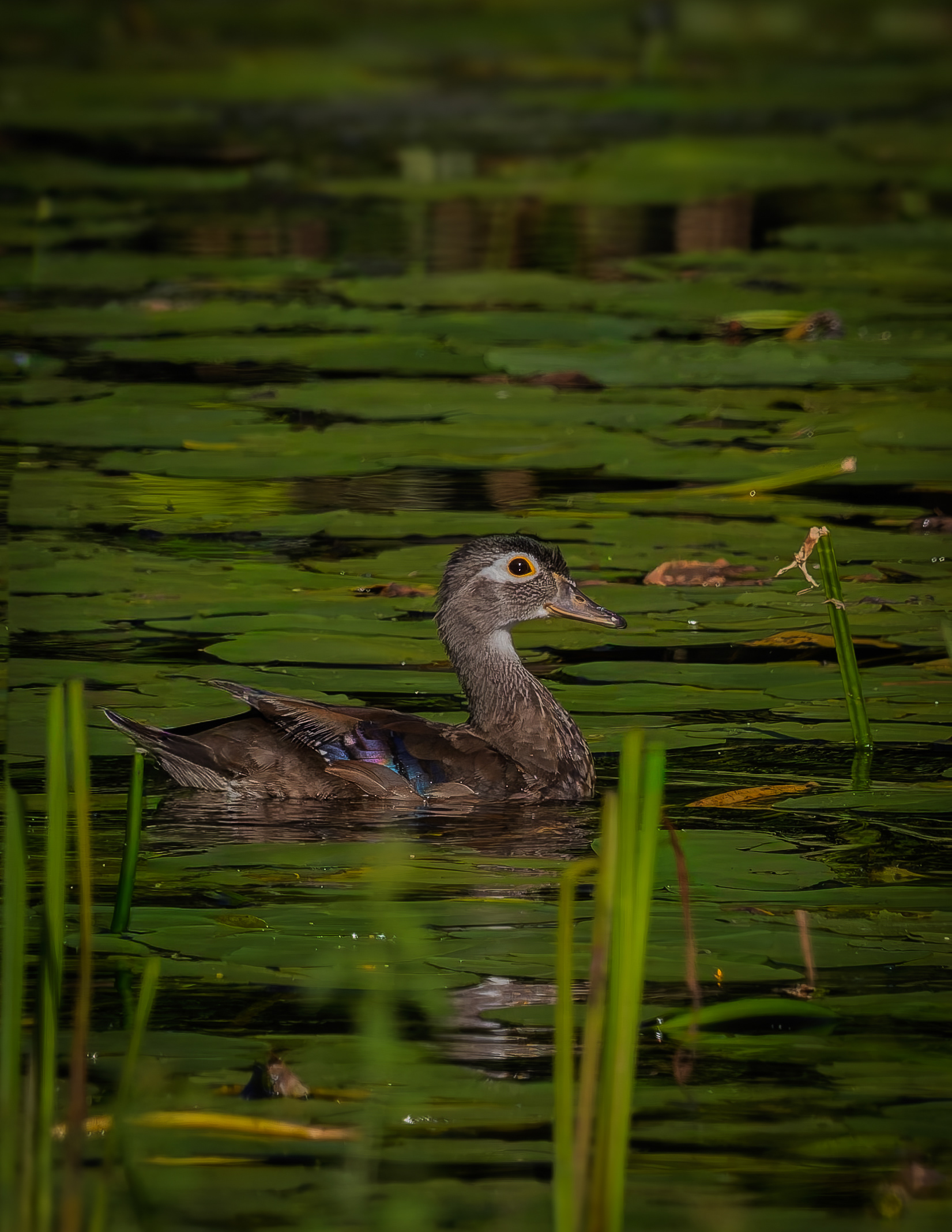 Wood Duck No1