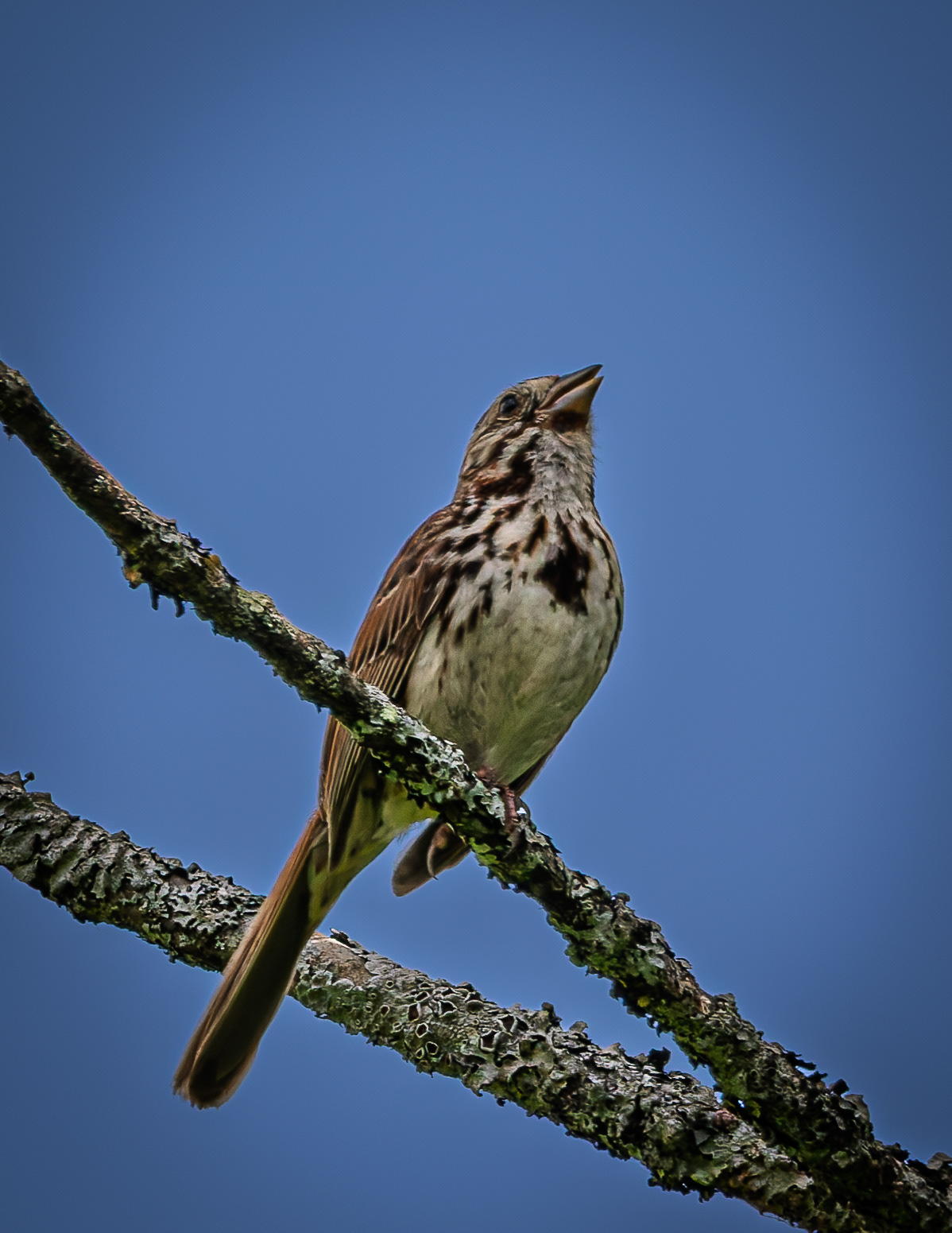 Song Sparrow