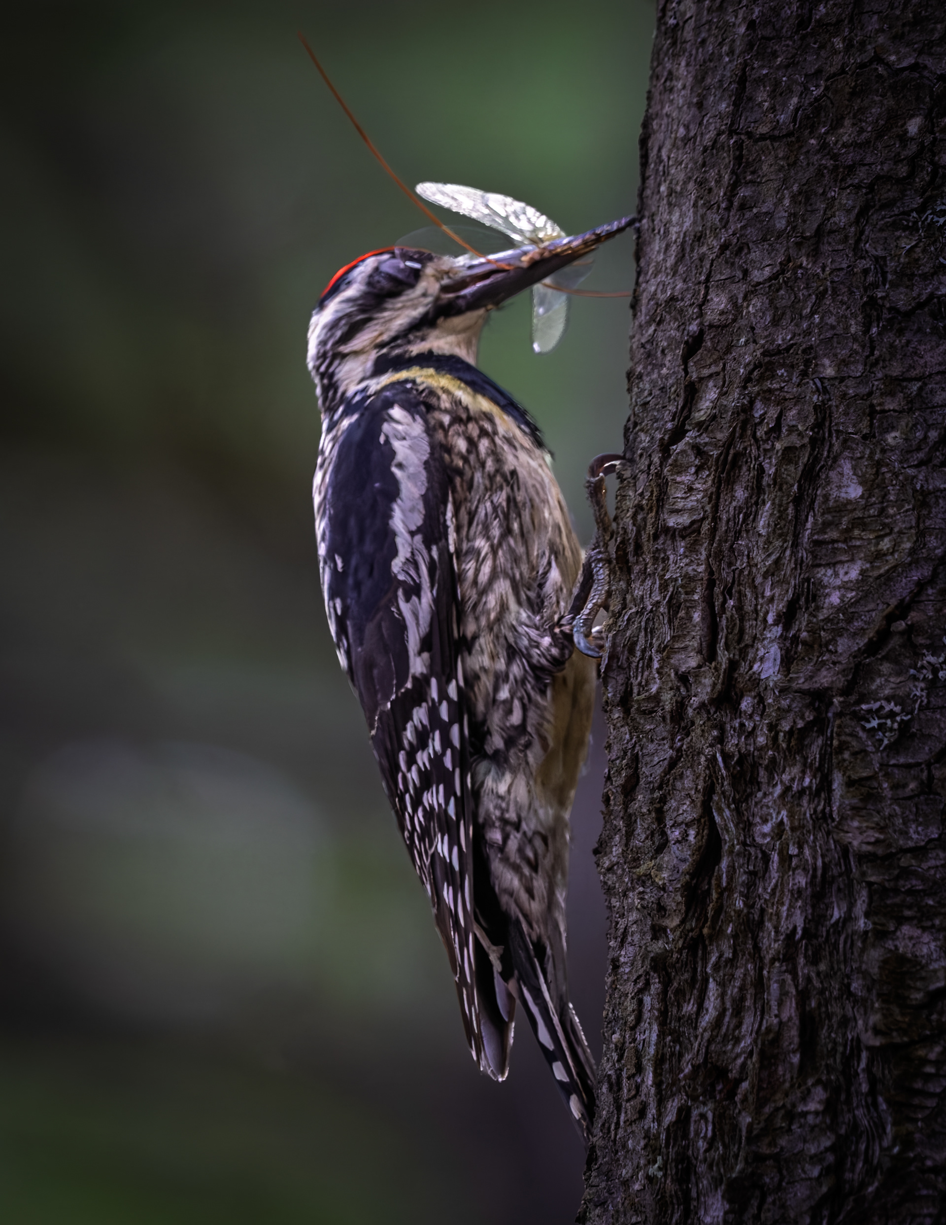 Yellow-bellied Sapsucker
