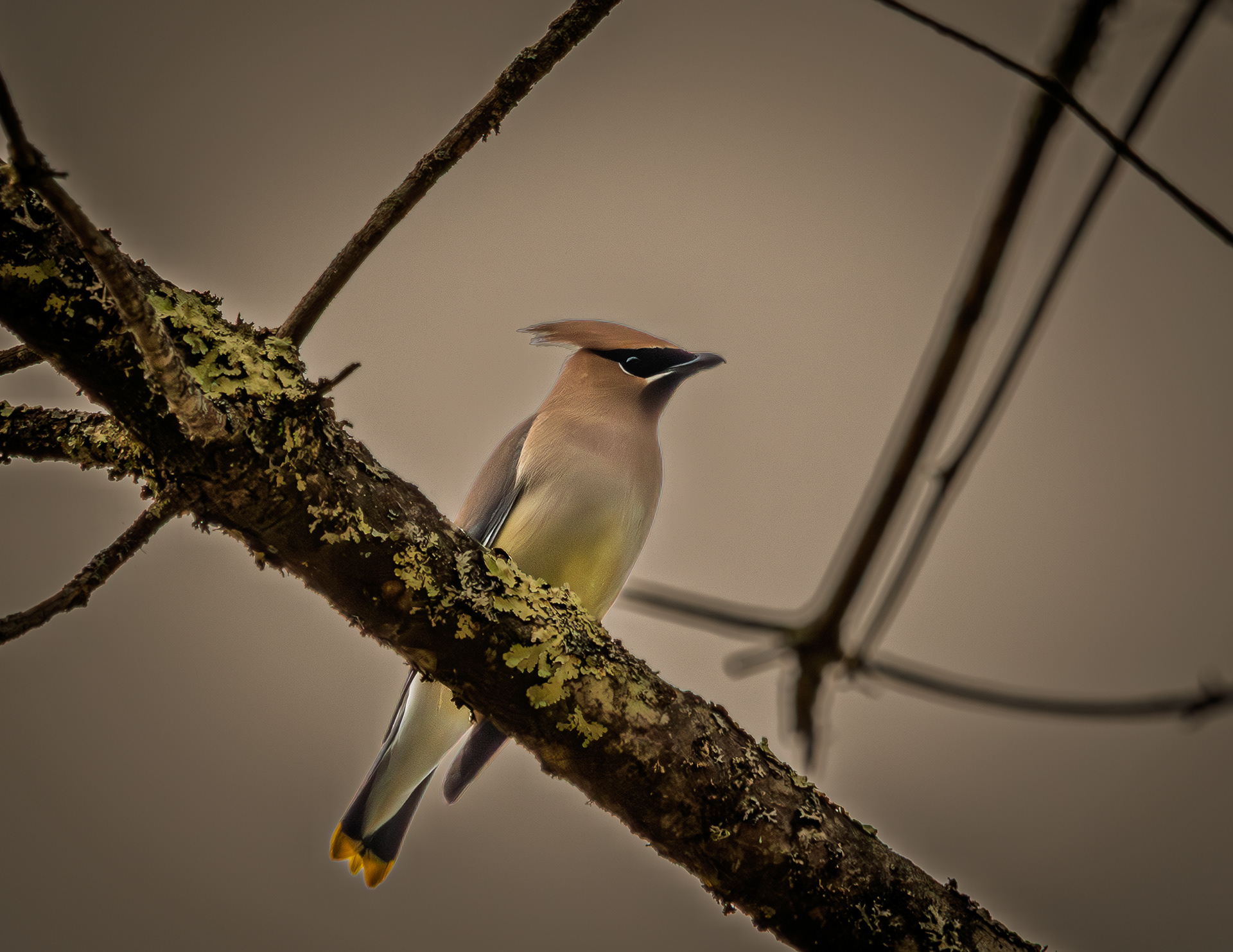 Cedar Waxwing No1