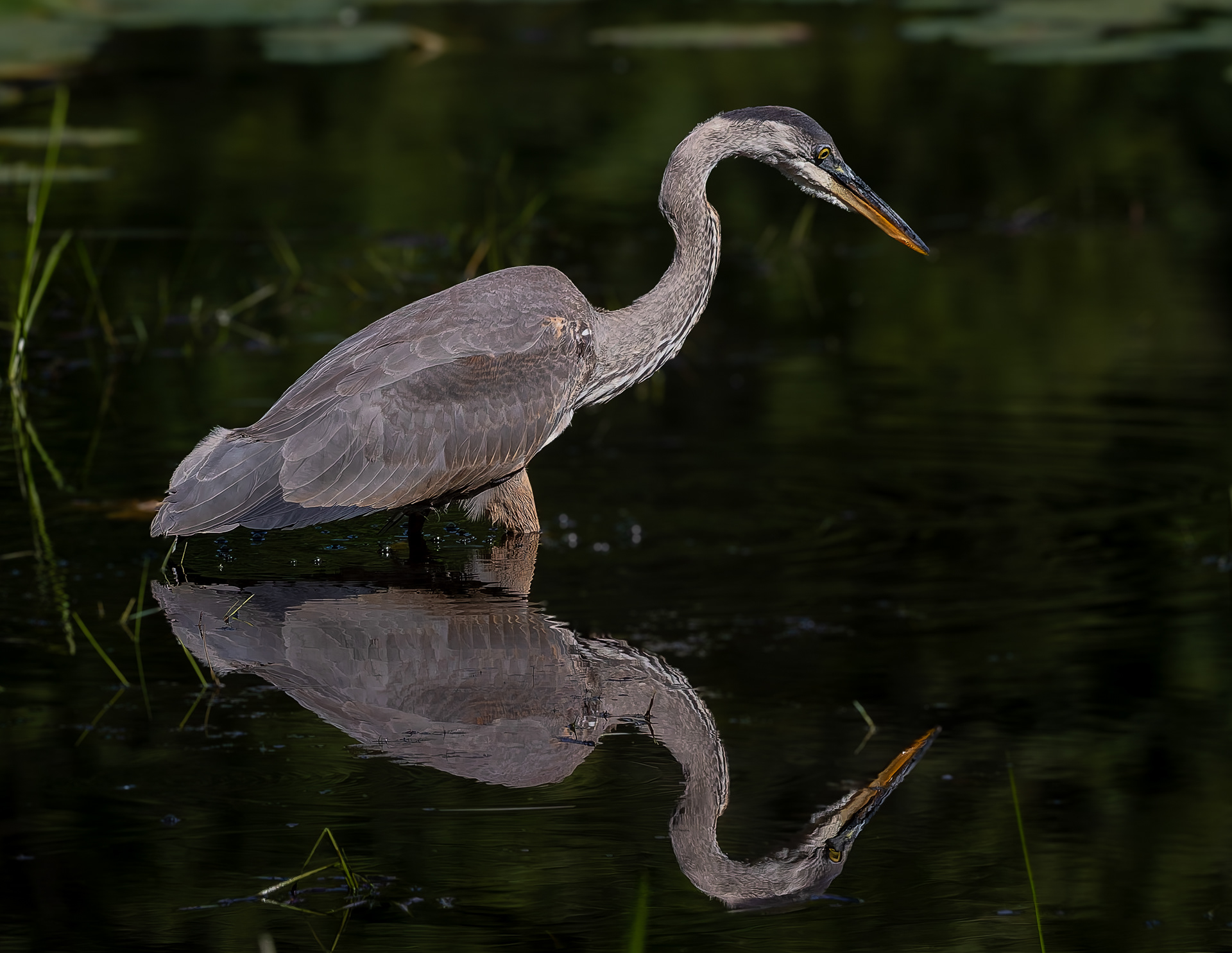 Great Blue Heron No3