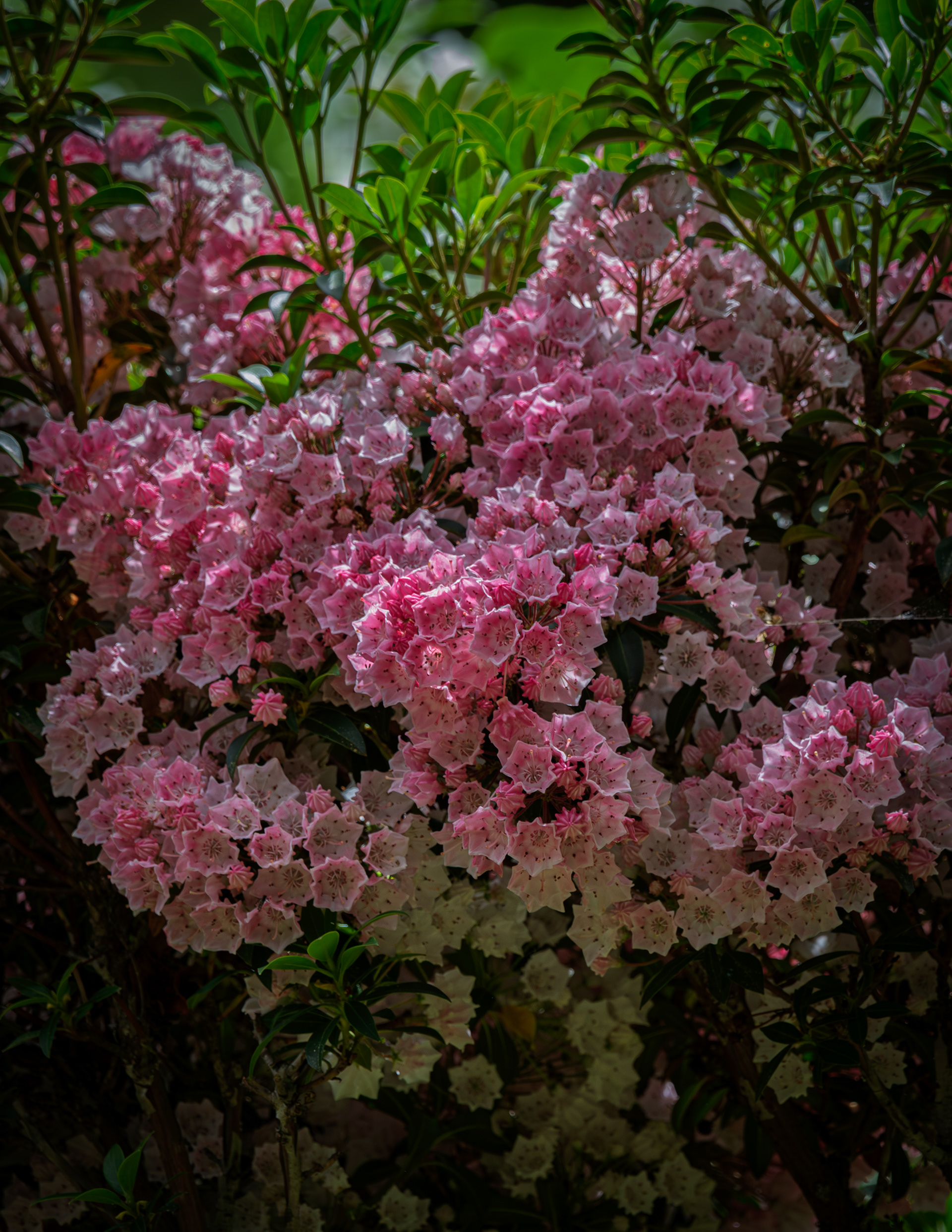 Mountain Laurel No1