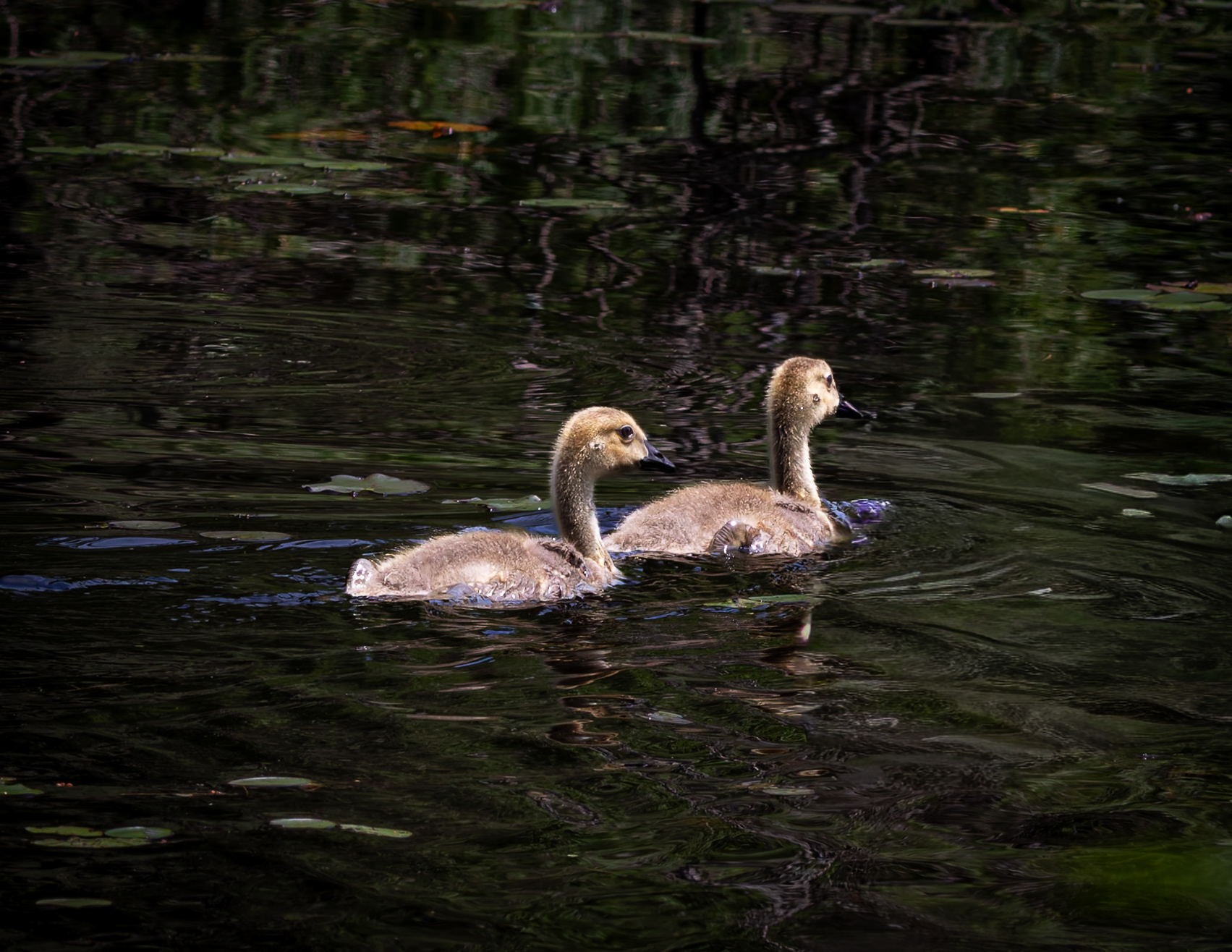 Canada Goose Goslings