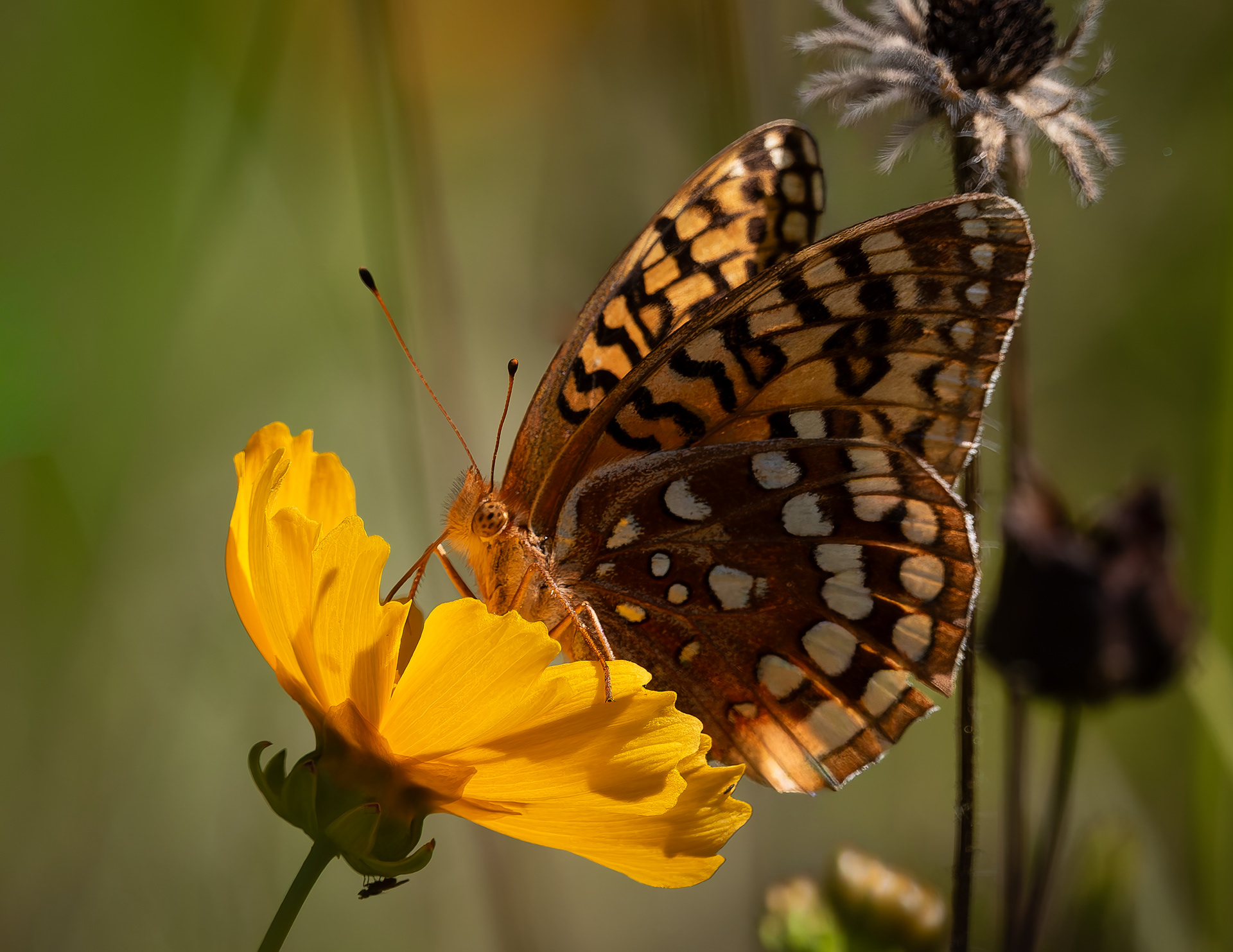 Great Spangled Fritillary No7