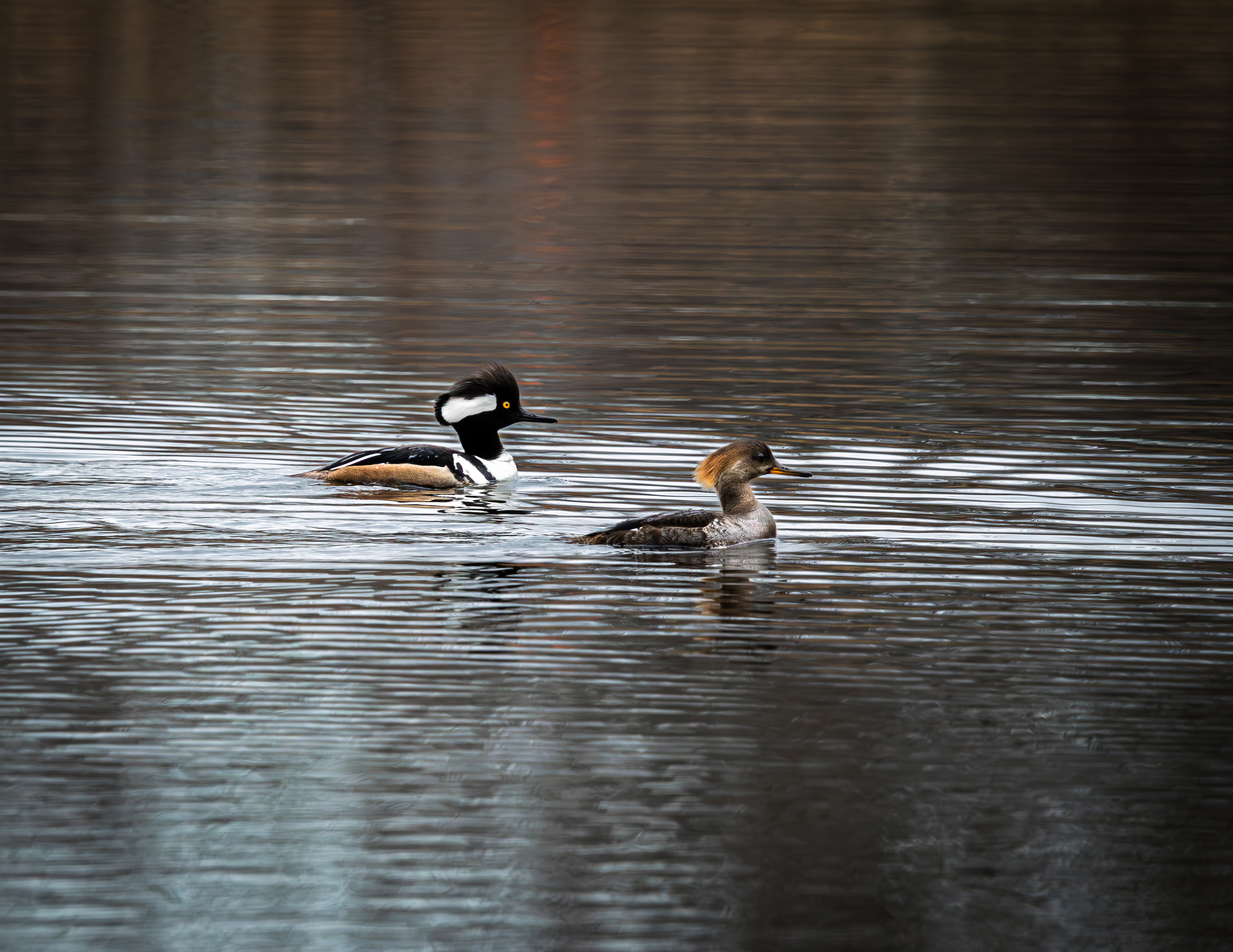 Hooded Merganser Pair at CSV
