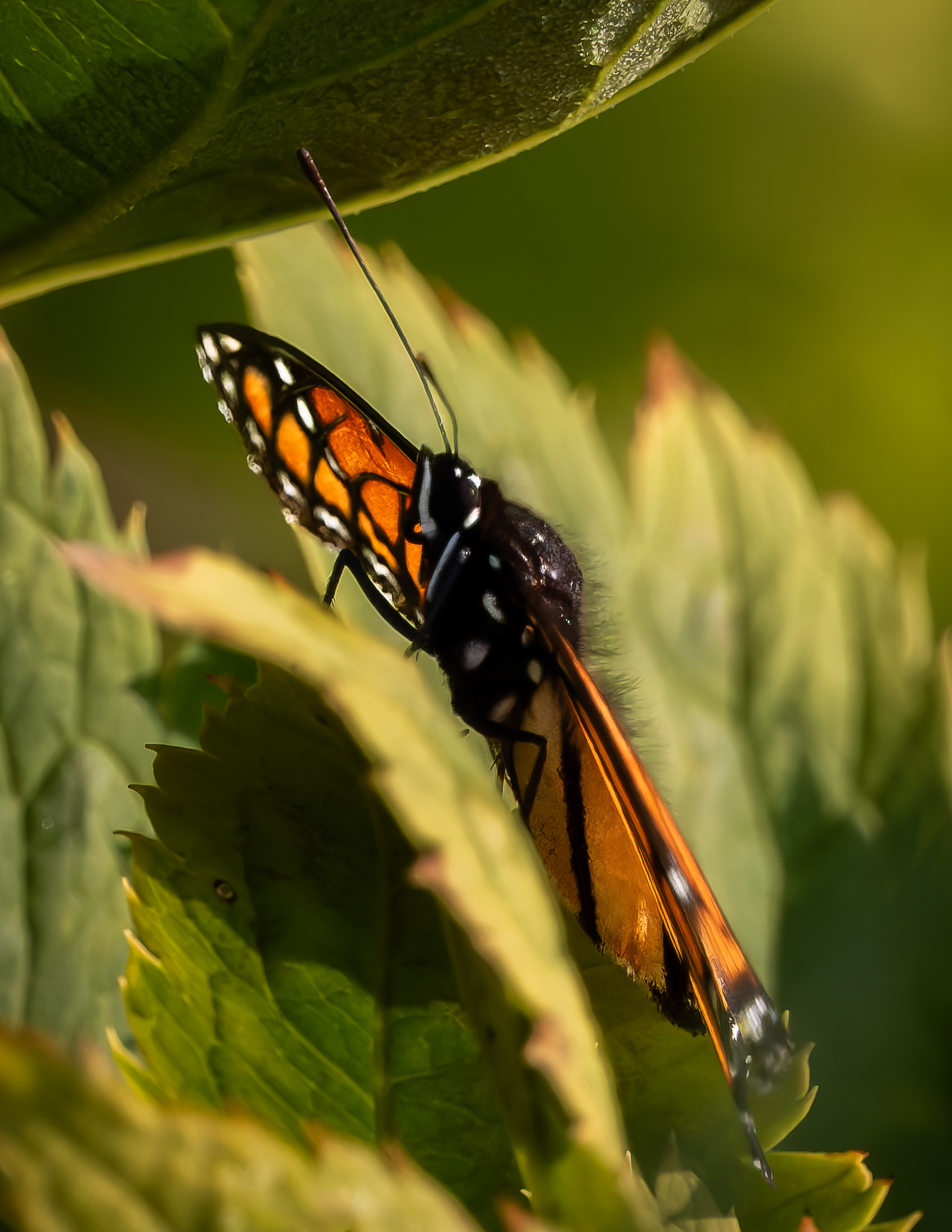 Monarch Butterfly