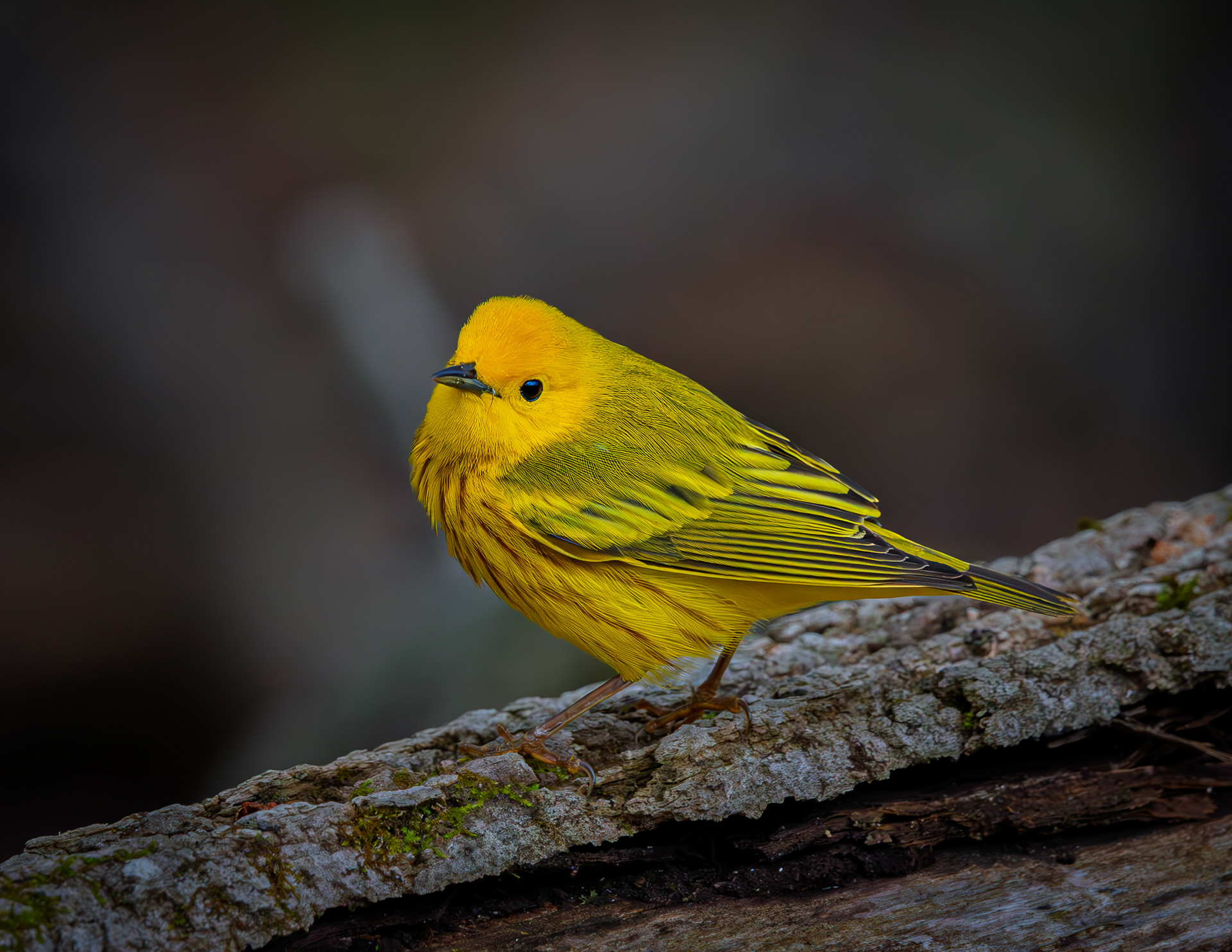 Yellow Warbler - May 7, 2026