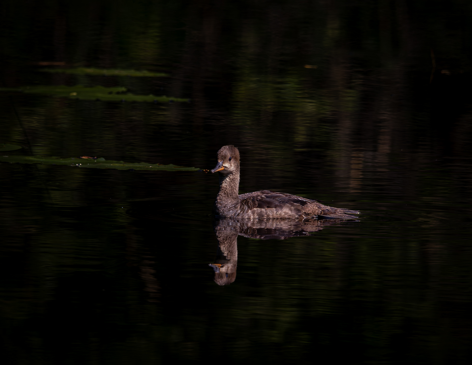 Hooded Merganser at CSV No3