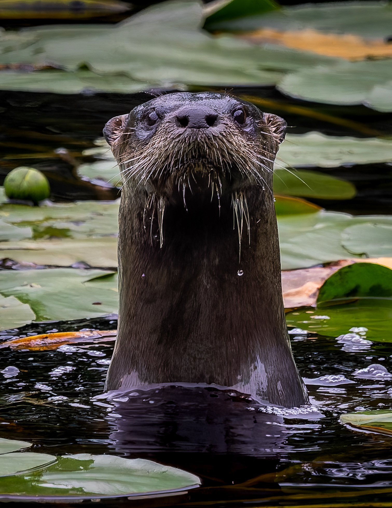 River Otter Adult No2