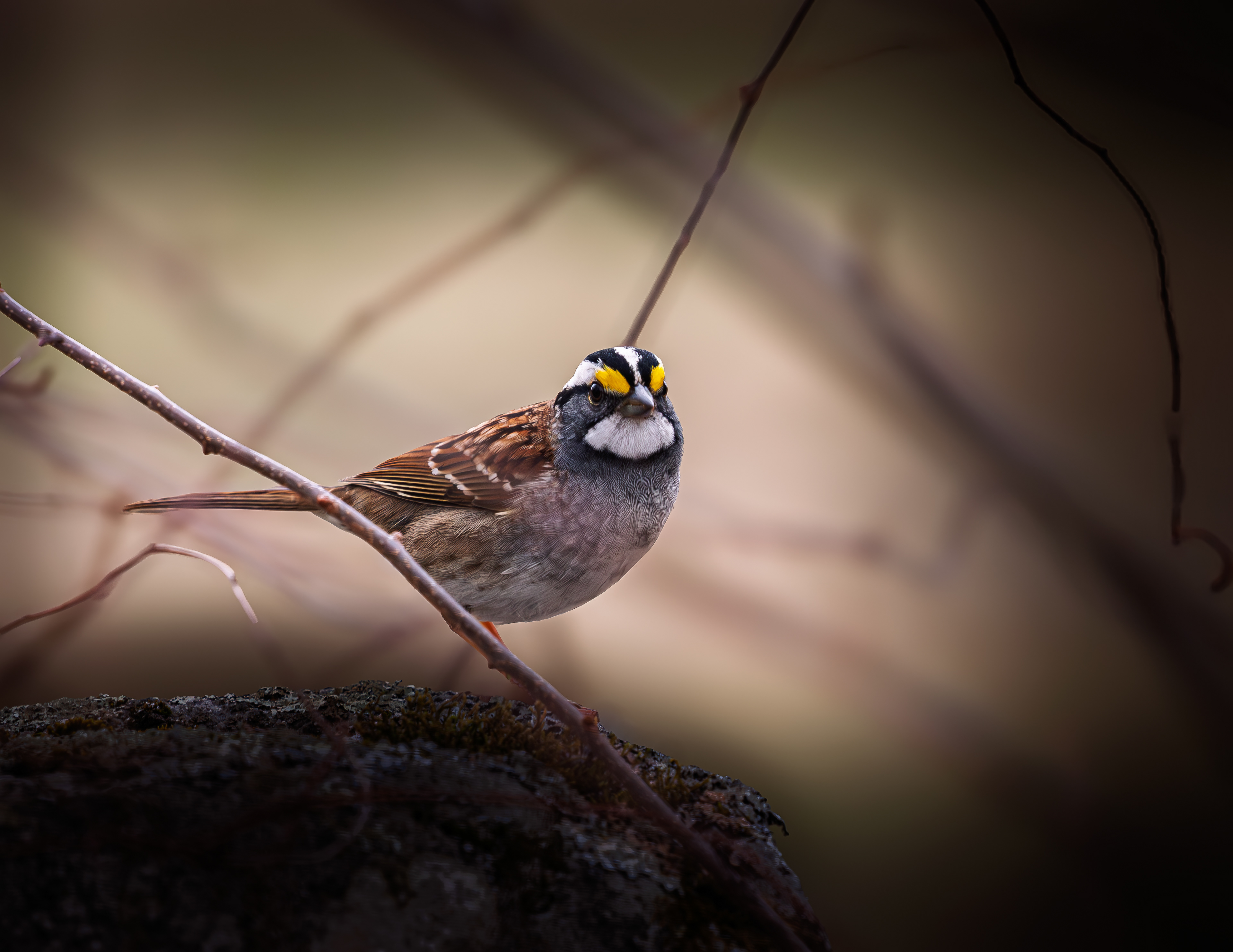 White Throated Sparrow at CSV